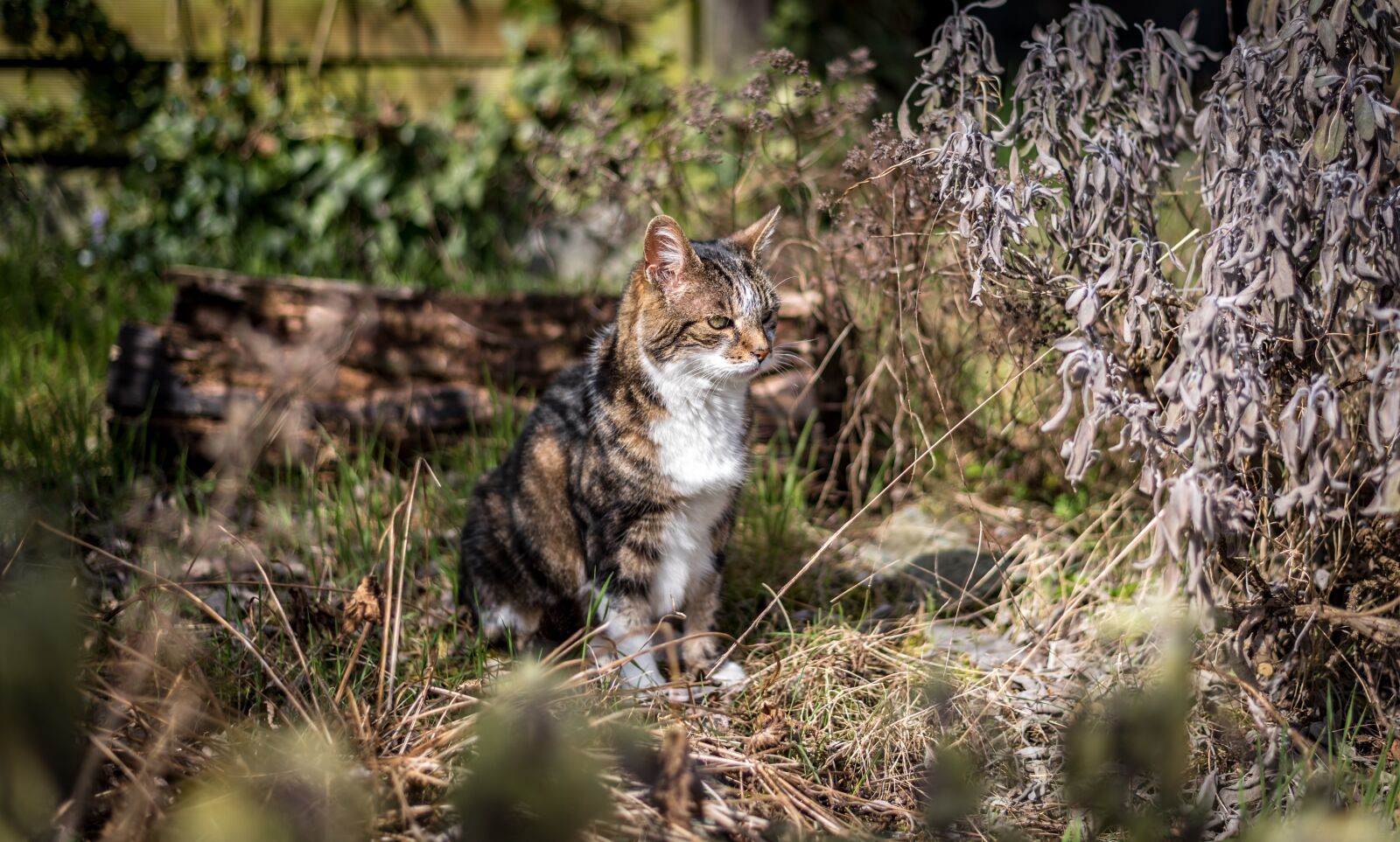 Nikon D750 sample photo. Nature, animal, cat photography