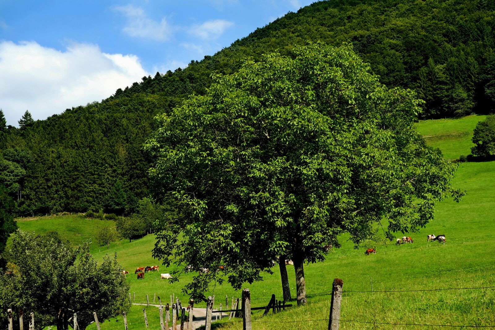 Fujifilm X-T10 + Fujifilm XC 50-230mm F4.5-6.7 OIS sample photo. Landscape, summer, pasture photography