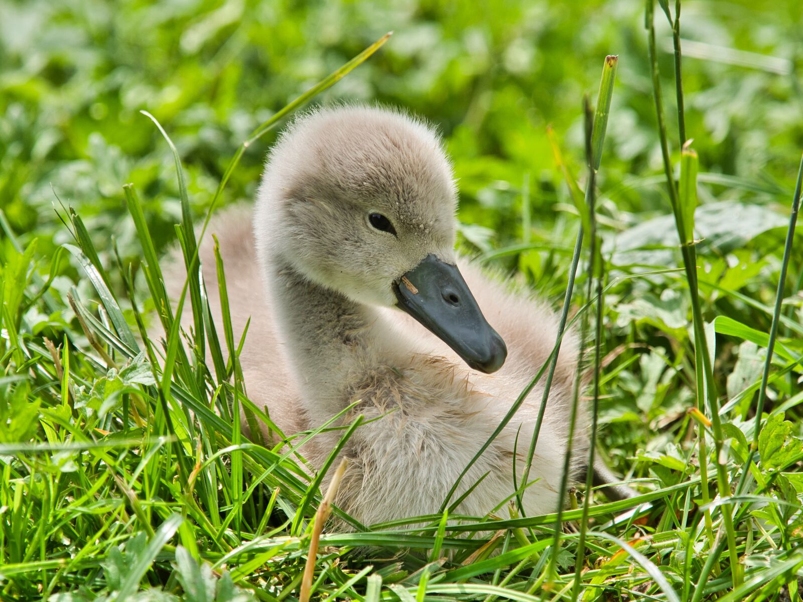 Panasonic Lumix DC-G9 sample photo. Swan, baby, young photography