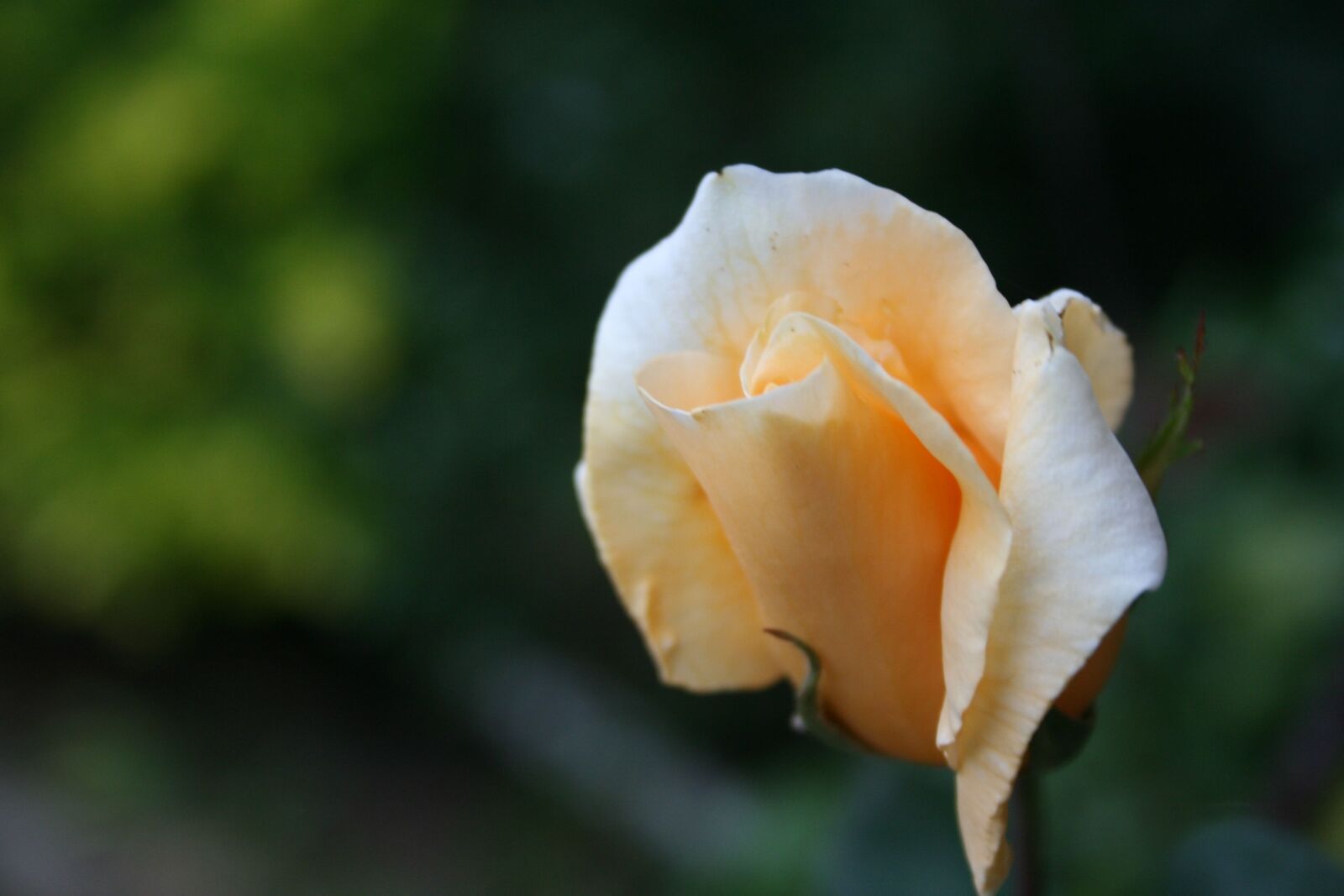 Canon EOS 400D (EOS Digital Rebel XTi / EOS Kiss Digital X) sample photo. Rose, flower, garden photography