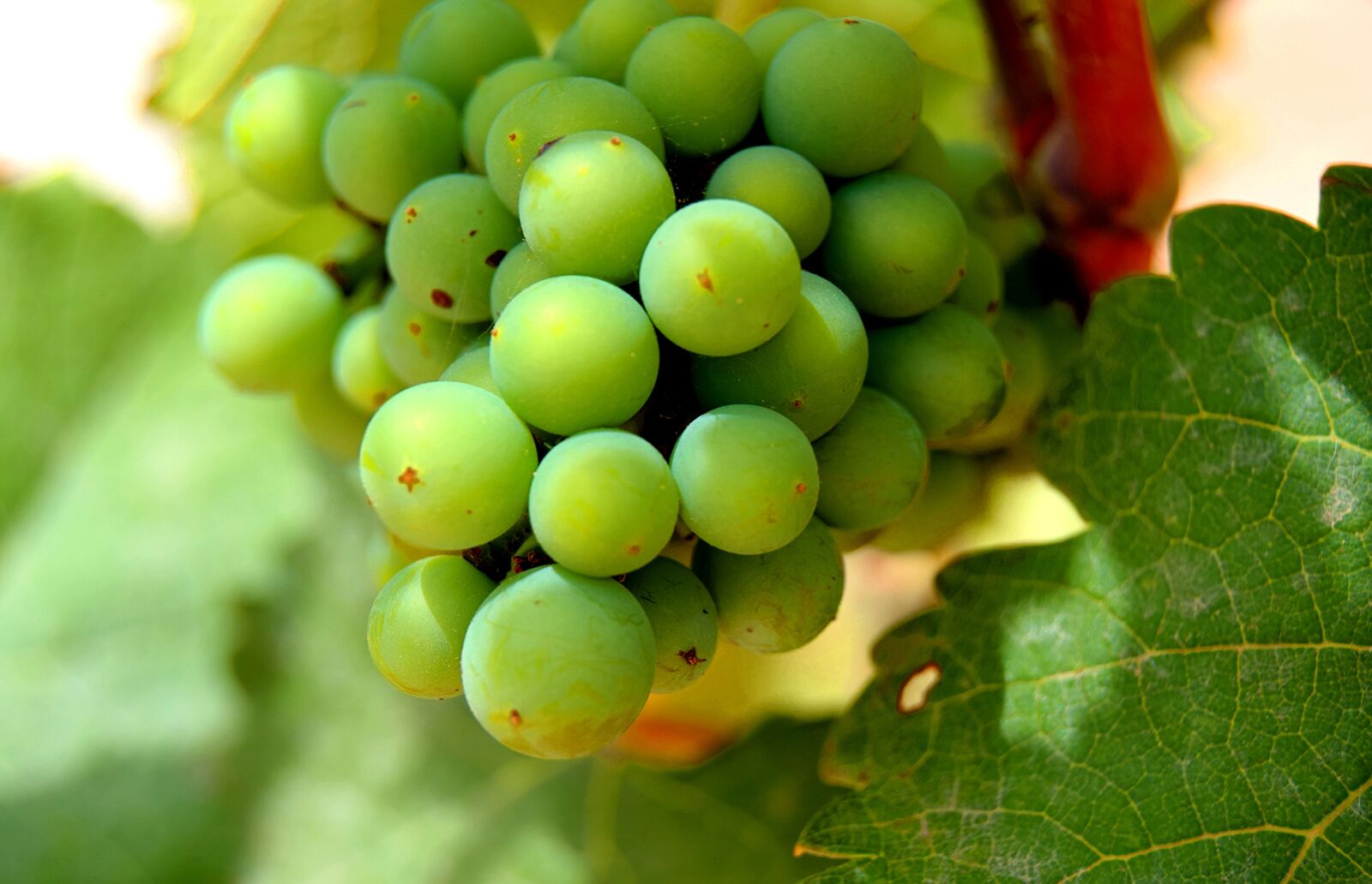 Nikon D3300 sample photo. Cluster, grape, vine photography