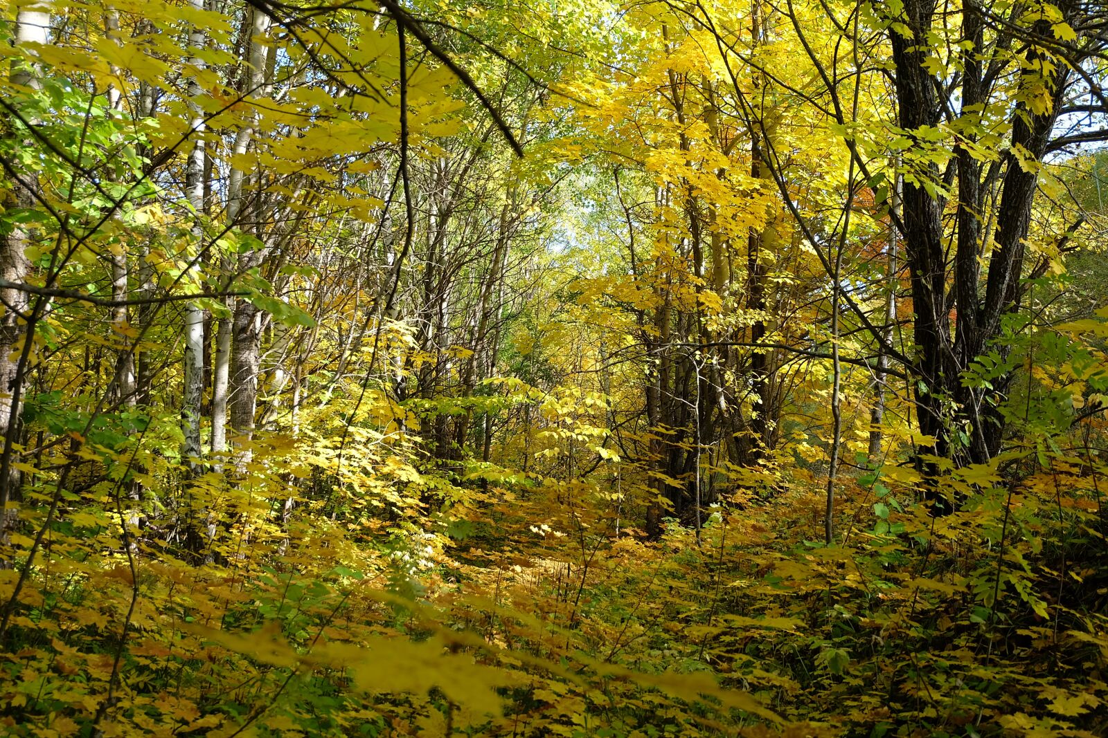 Fujifilm X-A2 sample photo. Nature, forest, autumn photography