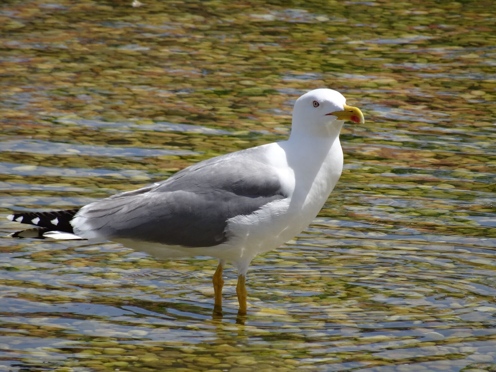 Sony DSC-HX50 sample photo. Seagull, sea ​​bird, birds photography