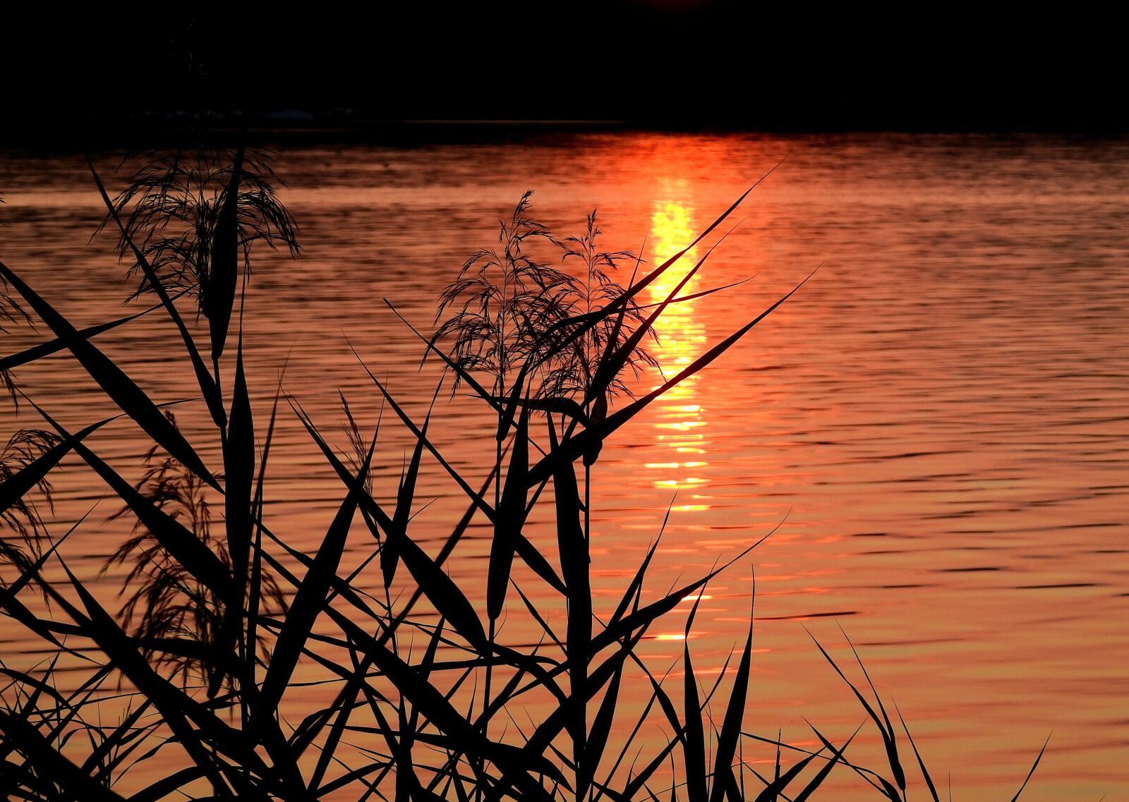 Nikon Coolpix P900 sample photo. Lake, sunset, cane photography