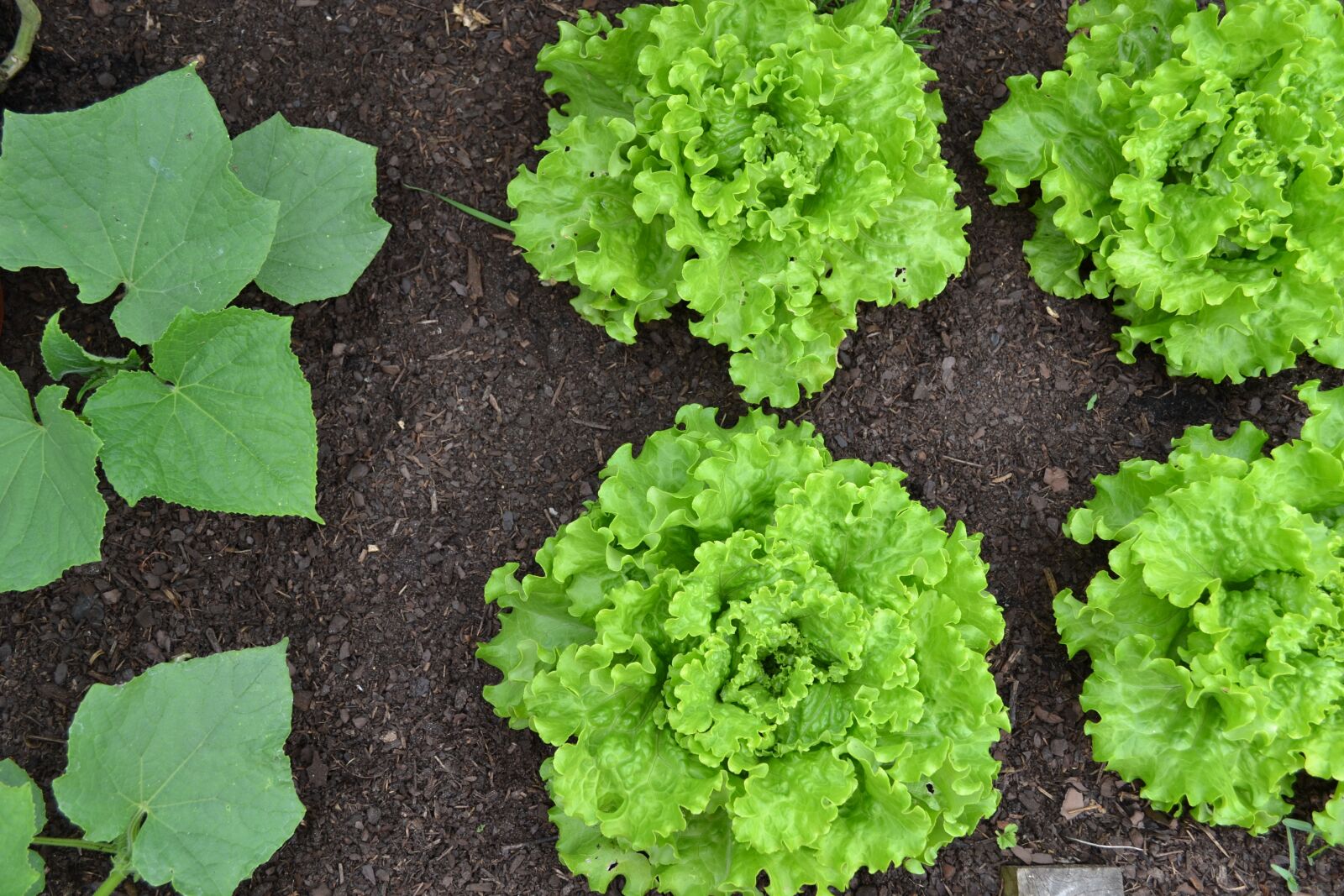 Nikon D3100 sample photo. Vegetable garden, cucumber, cucumber photography