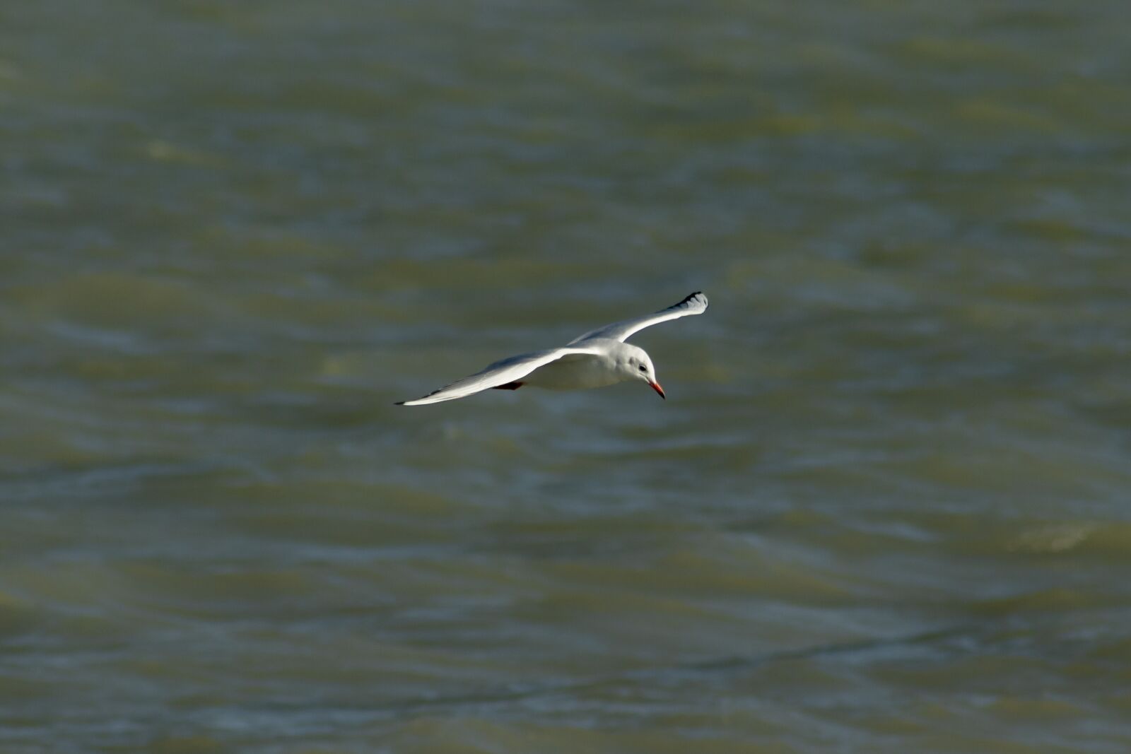 Canon EF75-300mm f/4-5.6 sample photo. Seagull, bird, water bird photography