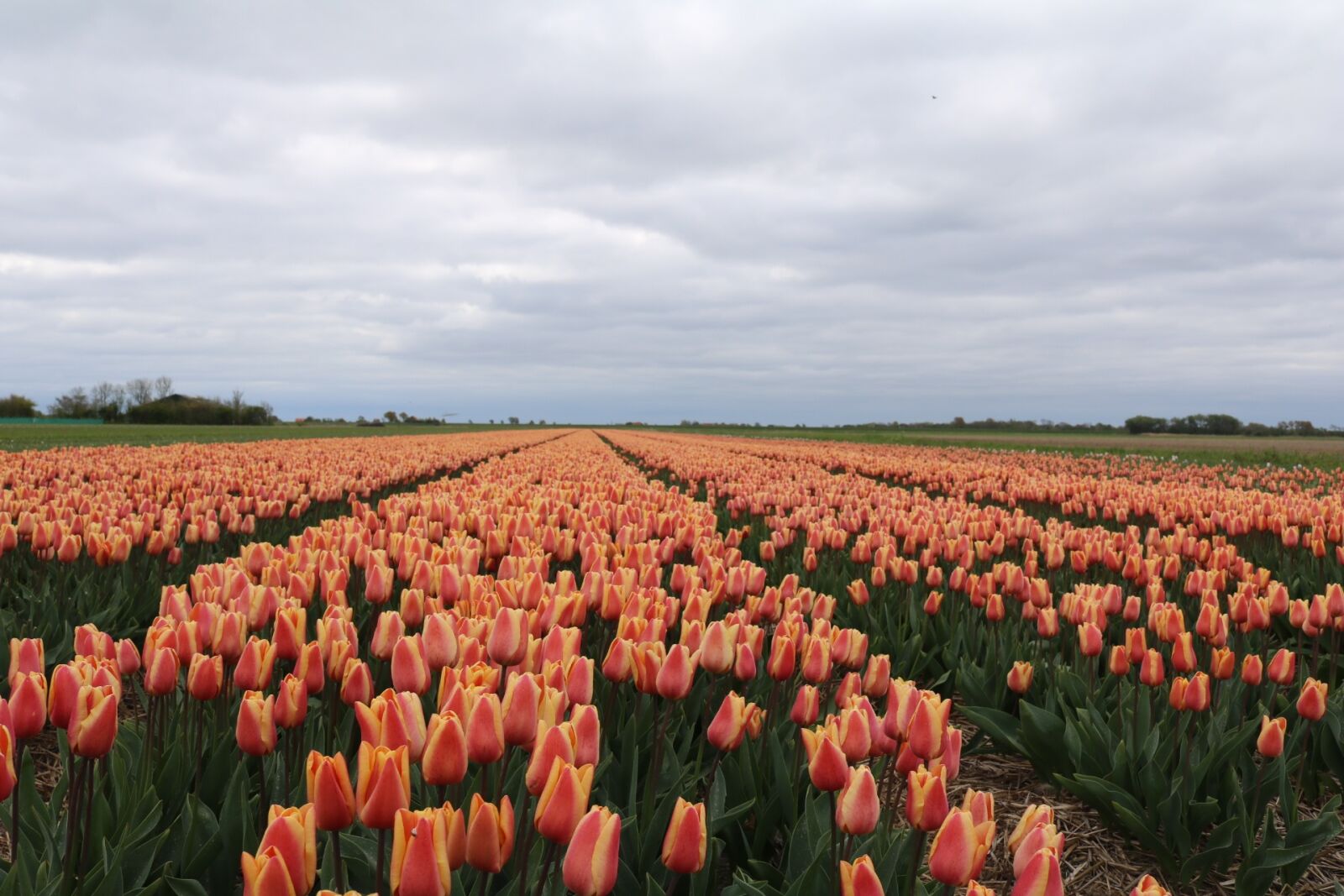 Canon EOS 750D (EOS Rebel T6i / EOS Kiss X8i) sample photo. Tulips, colorful, flowers photography
