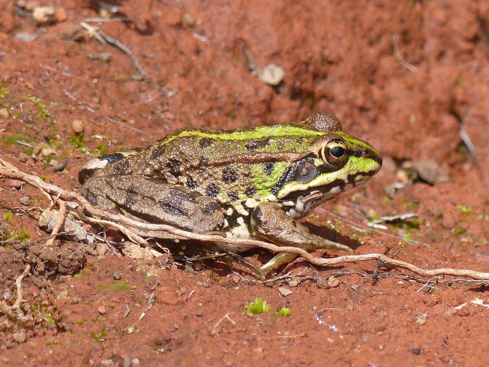 Panasonic Lumix DMC-FZ200 sample photo. Madeira, frog, toad photography