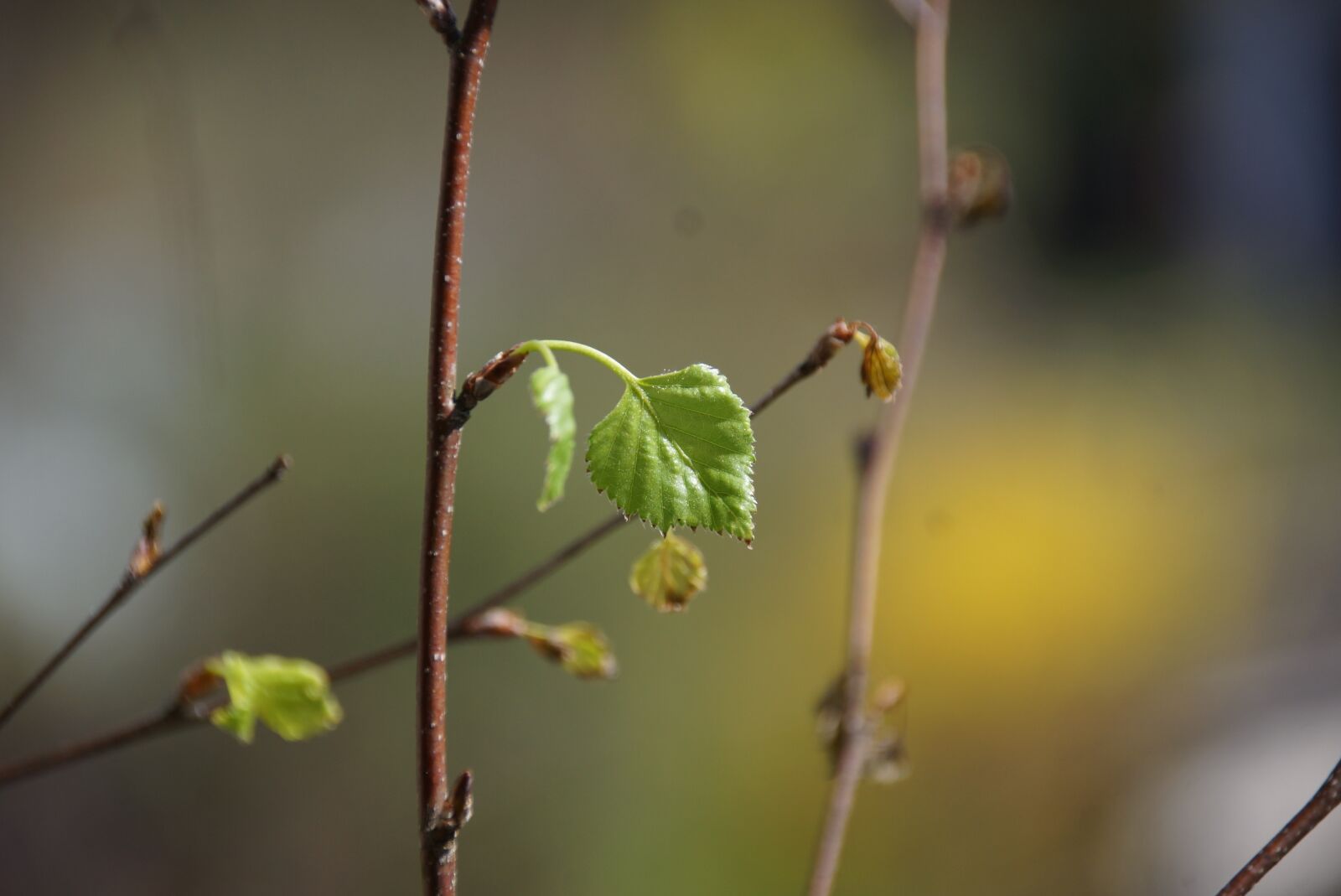 Sony SLT-A77 sample photo. Birch, green, spring photography