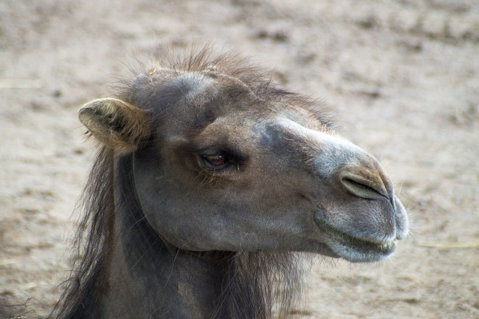 Sony SLT-A58 sample photo. Camel, desert, desert climate photography