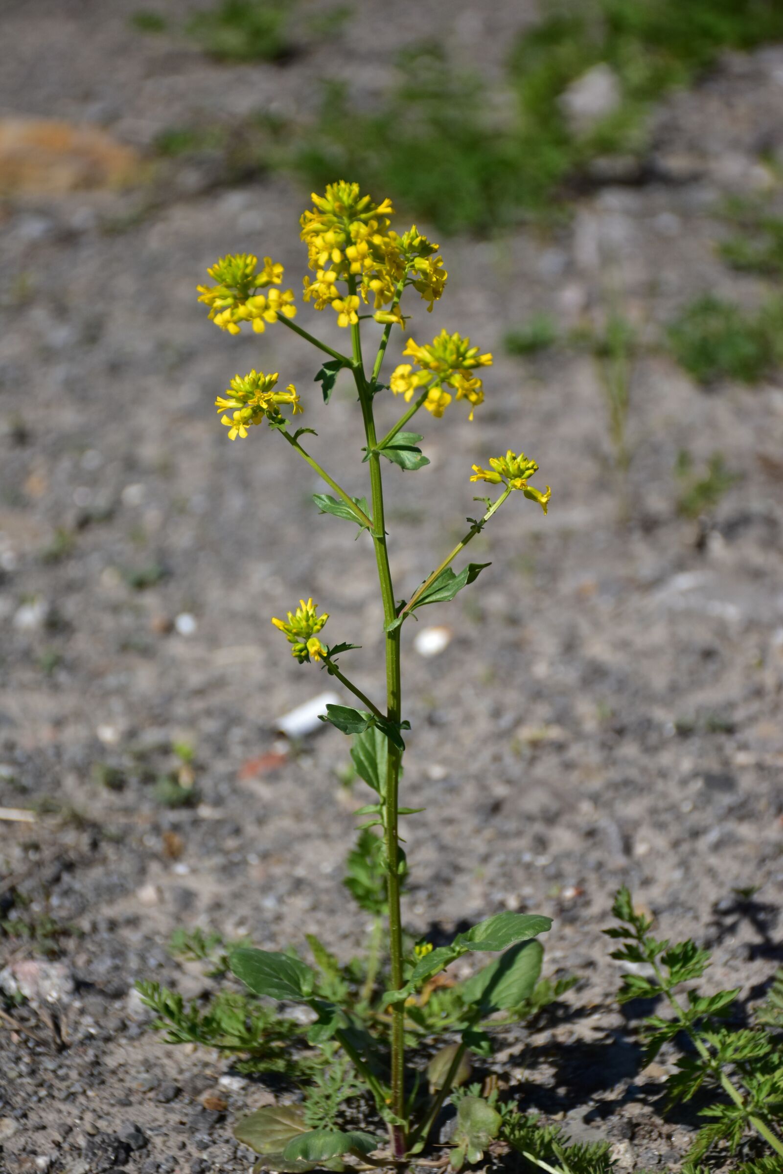 Nikon D7200 sample photo. Flower, plants, yellow photography