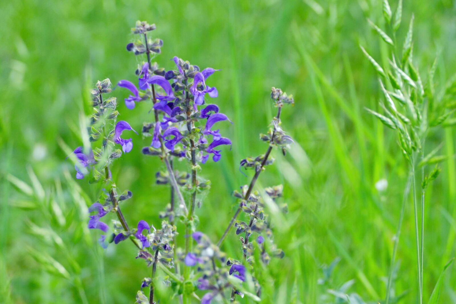 Panasonic Lumix DMC-FZ1000 sample photo. Meadow, nature, country photography