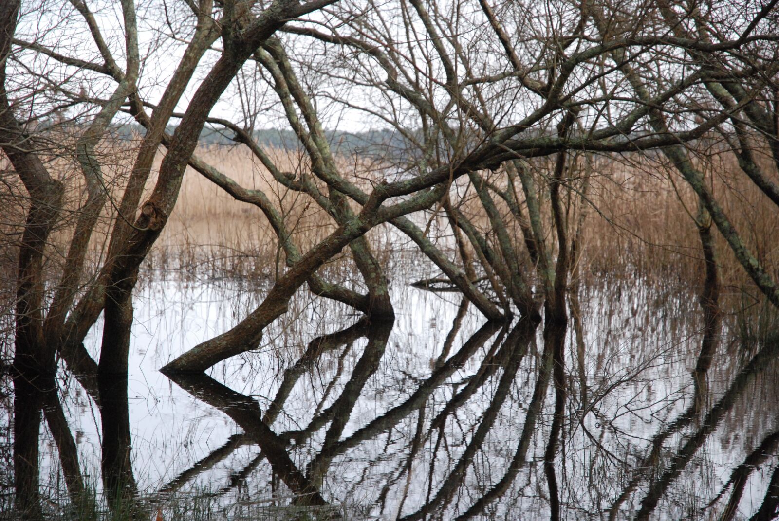 Nikon D80 sample photo. Trees, water, swamp photography