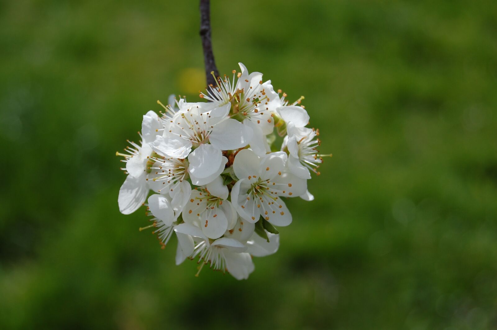Nikon D40 sample photo. Spring, nature, blossom photography