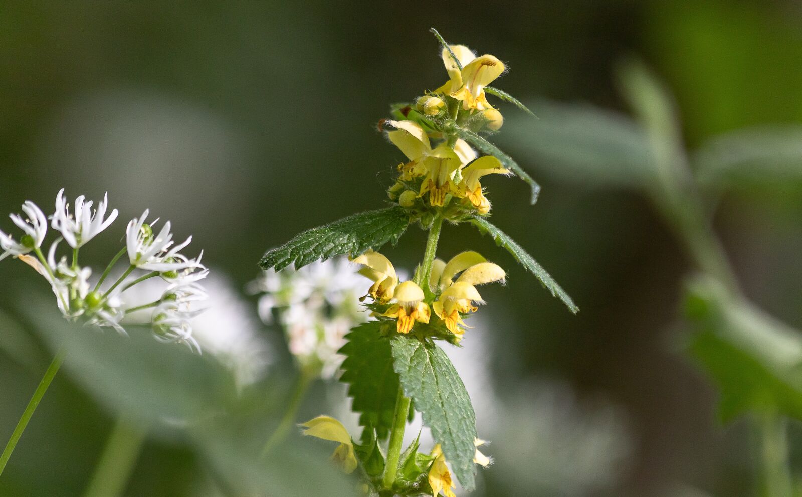Canon EF 70-300mm F4-5.6 IS USM sample photo. Galeobdolon, plant, nettle photography