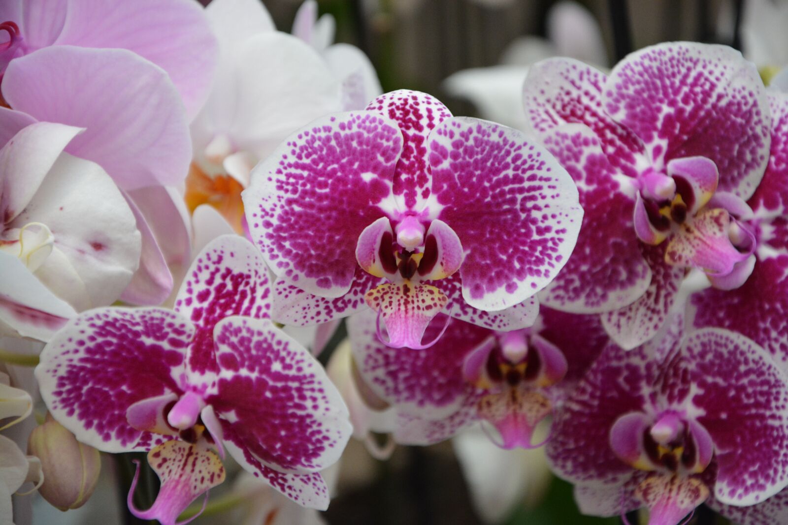 Nikon D5200 sample photo. Flowers, orchid, flowering photography