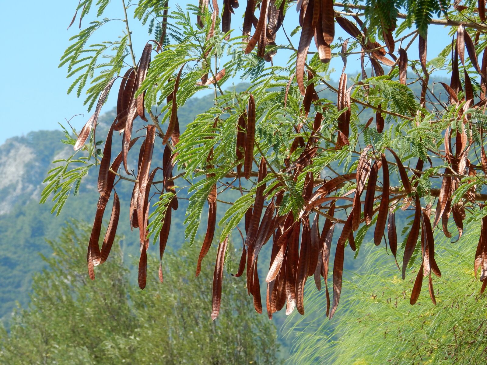 Nikon Coolpix S9900 sample photo. Plant, carob, medicinal plant photography