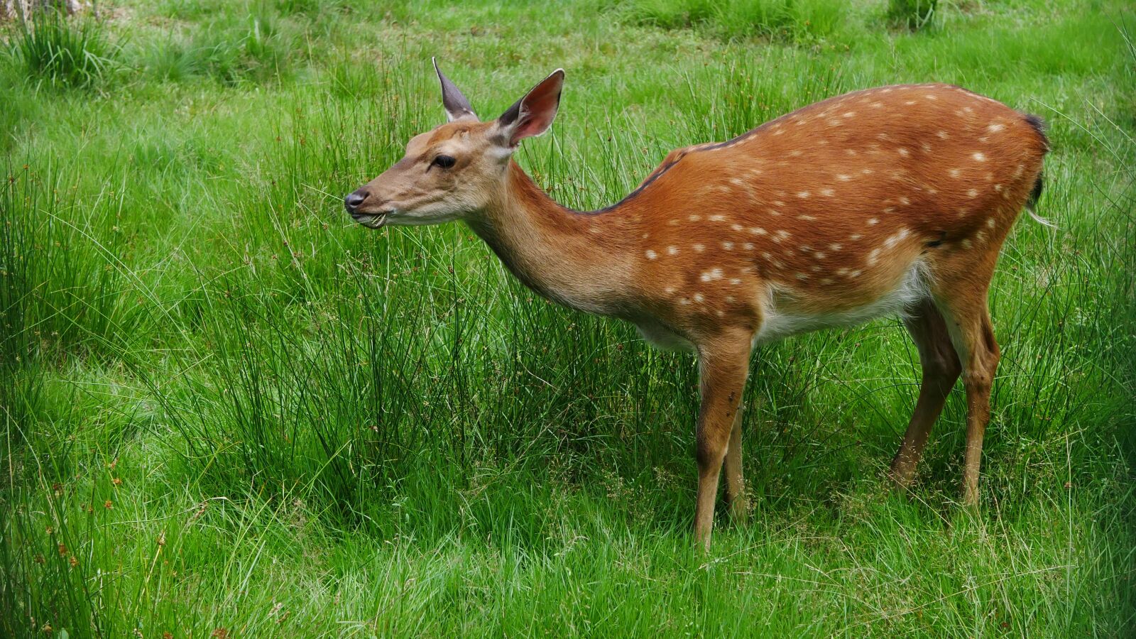 Panasonic Lumix DMC-G7 sample photo. Deer, forest, young photography
