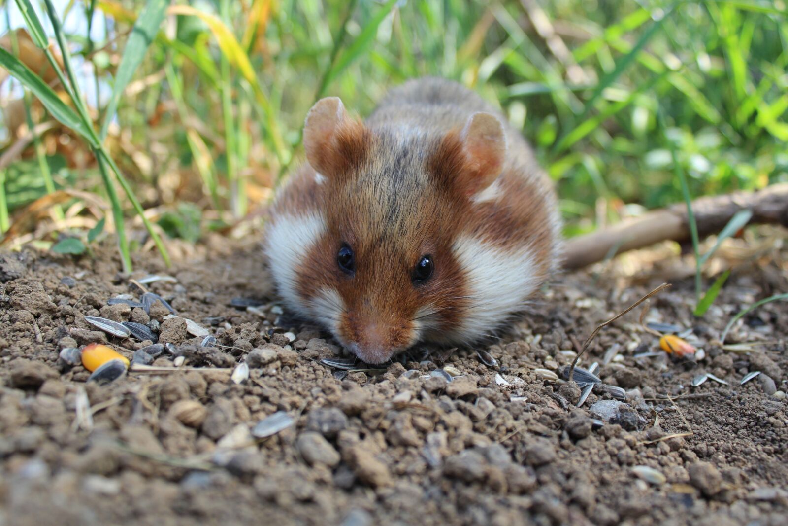 Canon EOS 600D (Rebel EOS T3i / EOS Kiss X5) sample photo. Hamster, nature, animal photography