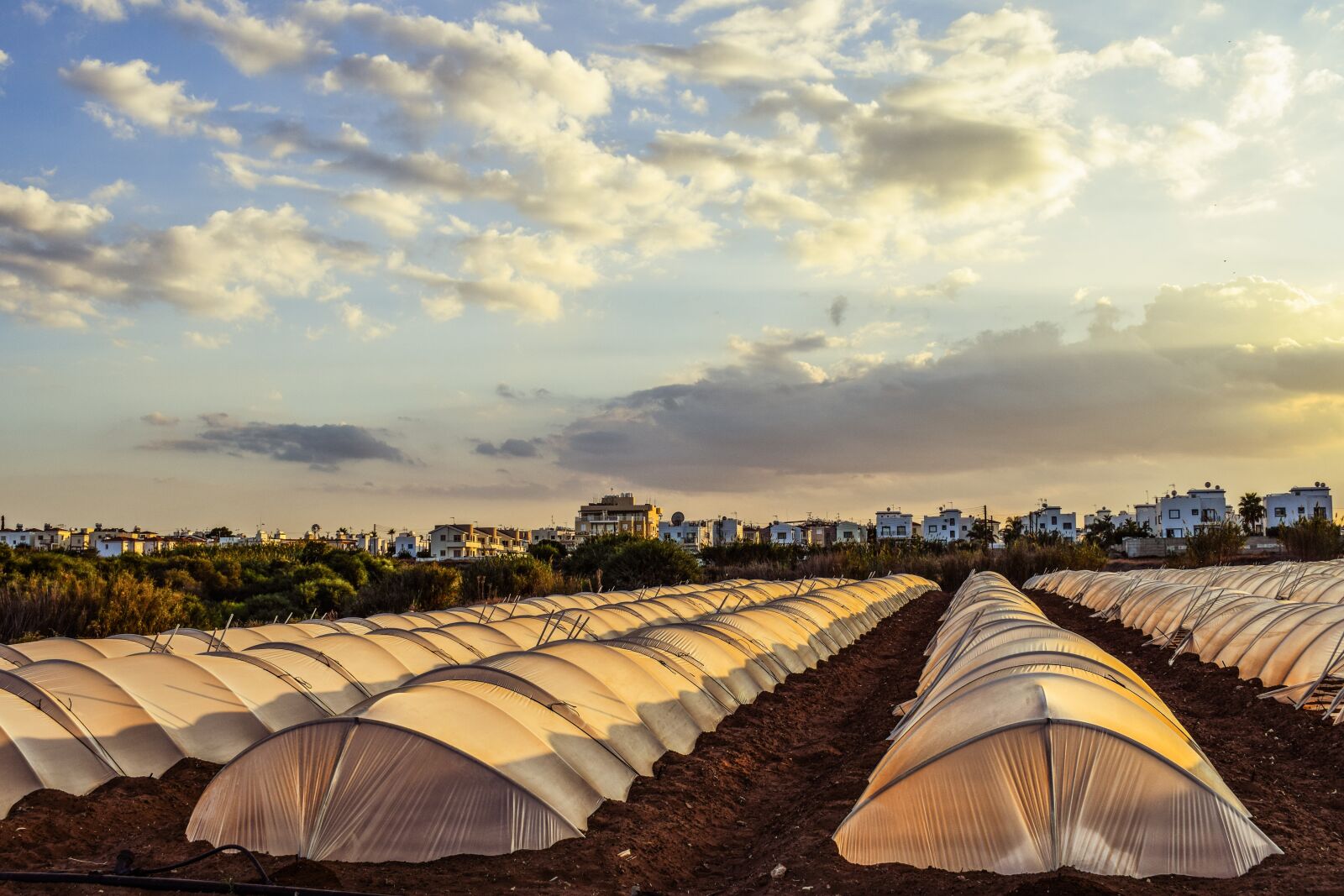 Nikon D3300 sample photo. Greenhouse, hothouse, agriculture photography