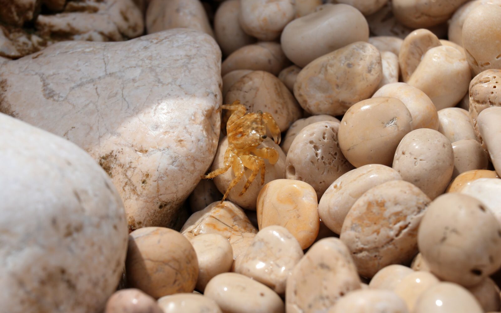 Canon EOS 80D sample photo. Stones, sea, cancer photography