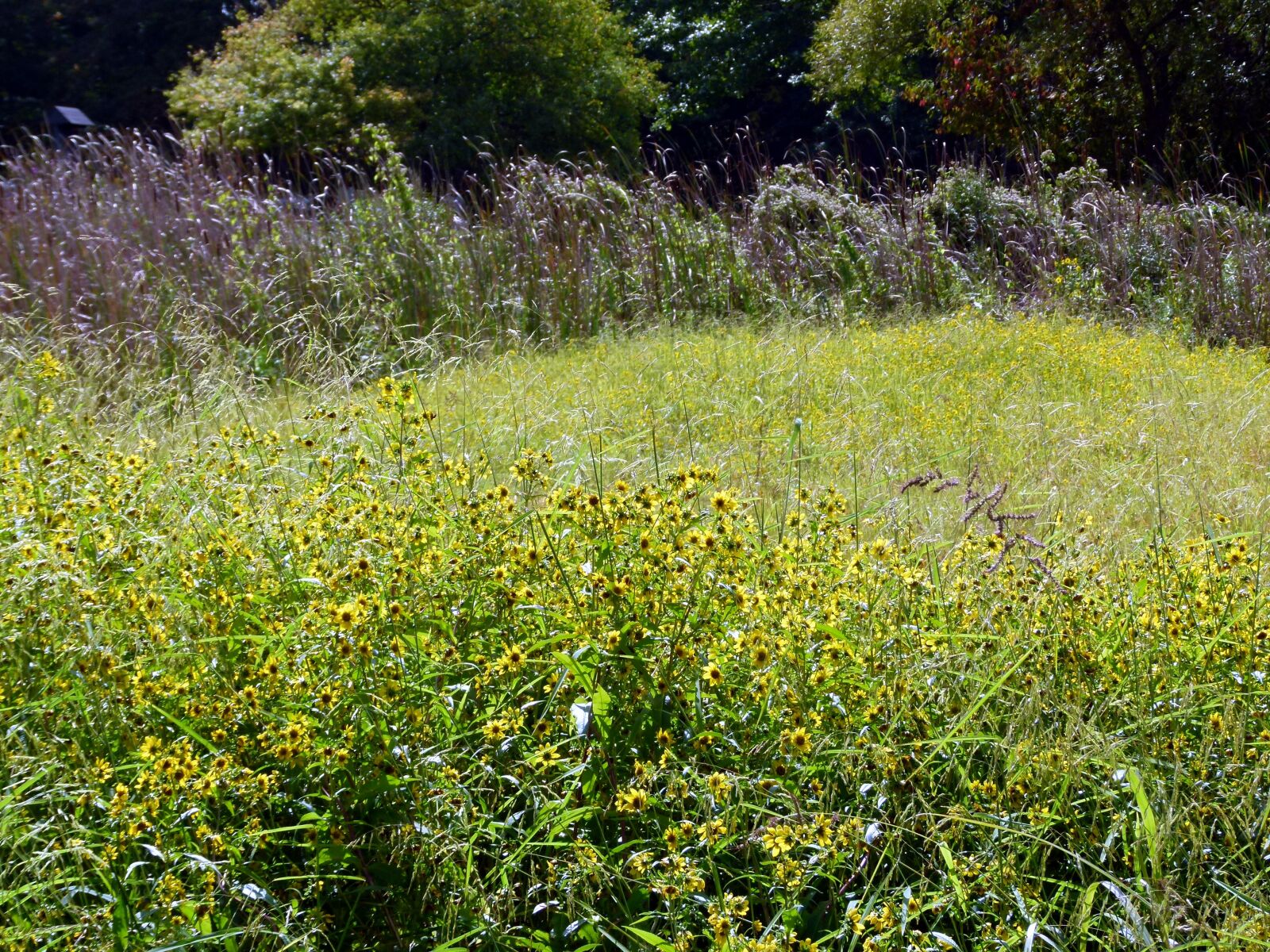 Panasonic Lumix DMC-FZ100 sample photo. Tickseed, bidens aristosa, bidens photography