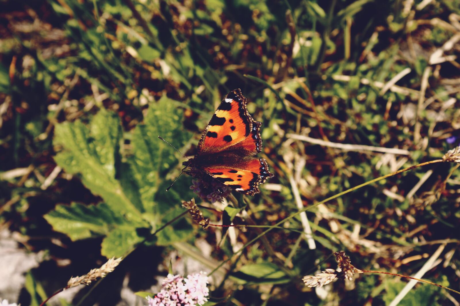 Canon EOS 1300D (EOS Rebel T6 / EOS Kiss X80) sample photo. Butterfly, little fox, nature photography