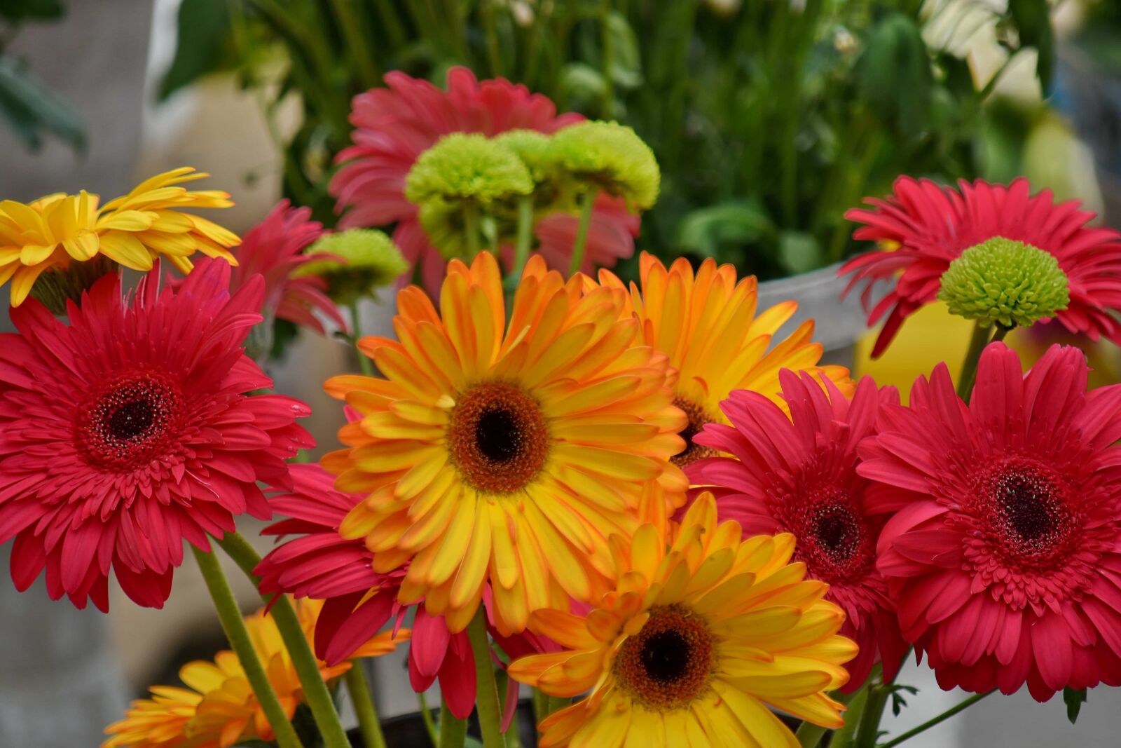 Nikon D5500 sample photo. Chrysanthemum, flowers, flower, bouquet photography