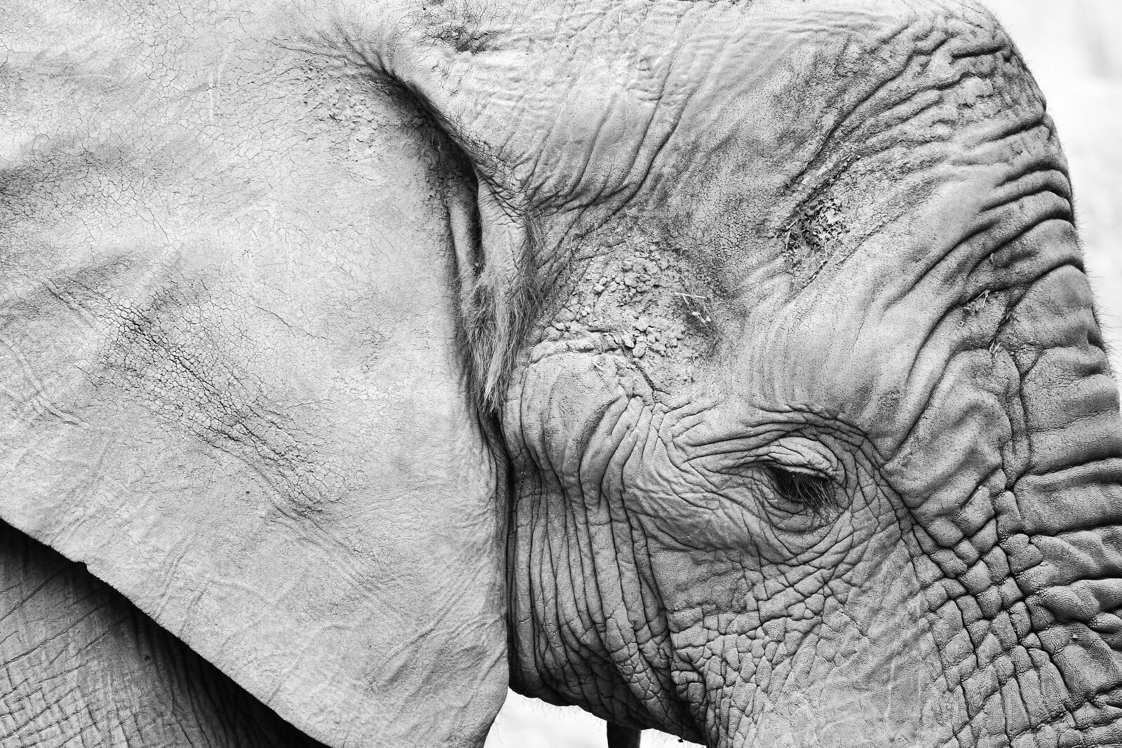 Nikon D500 sample photo. Elephant, animal, nature photography