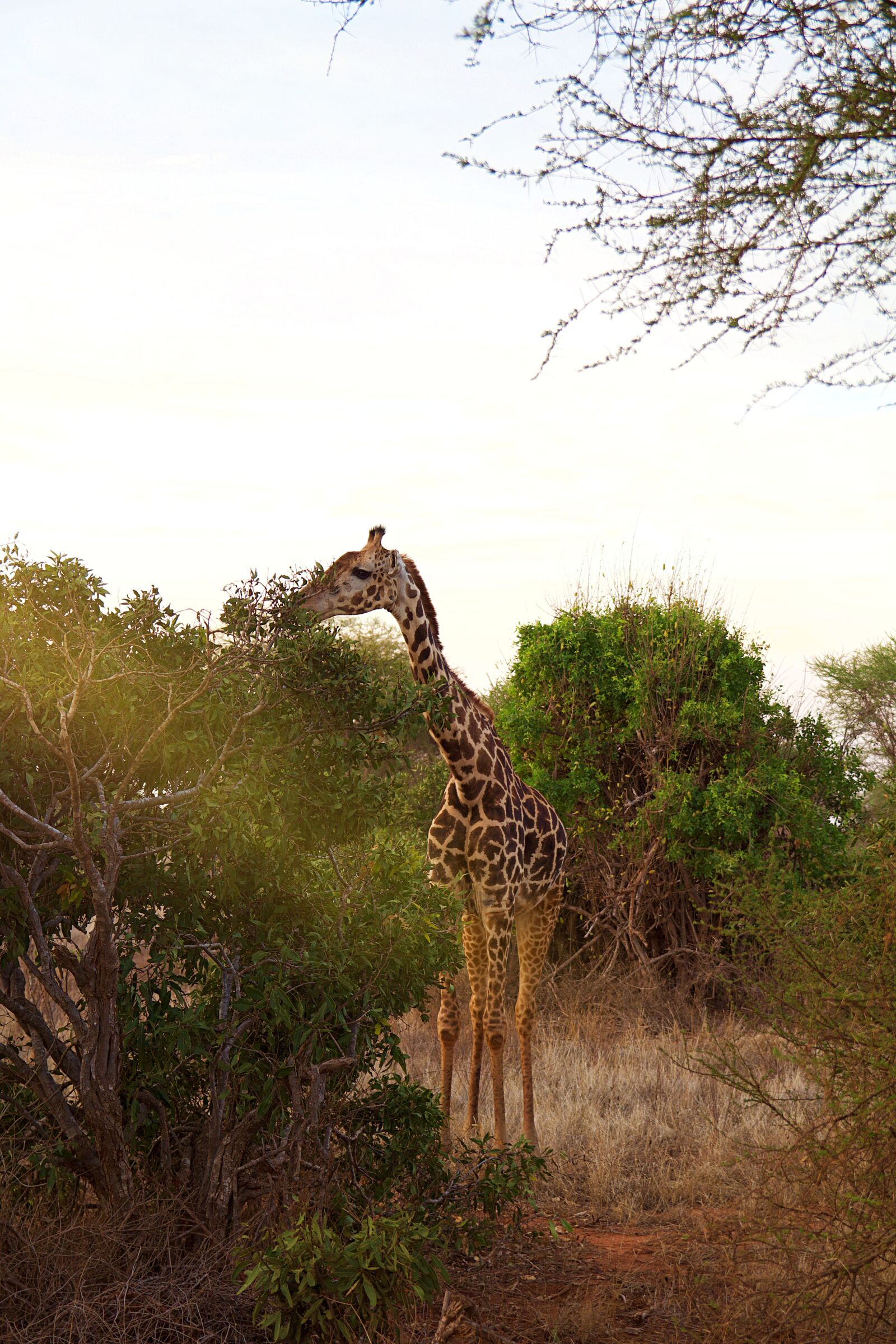 Canon EOS 600D (Rebel EOS T3i / EOS Kiss X5) sample photo. Africa, safari, tsavo photography