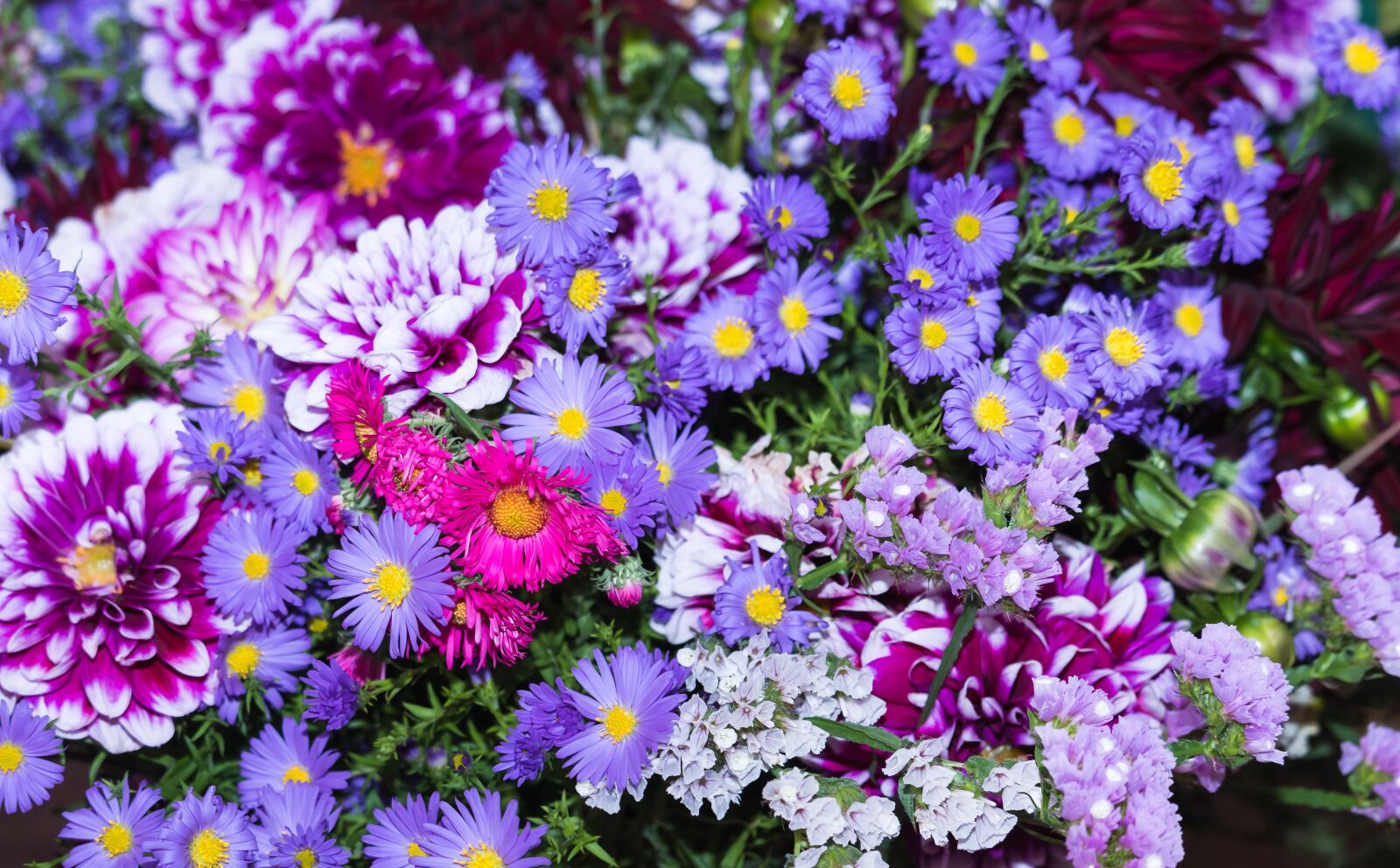 Canon EOS 77D (EOS 9000D / EOS 770D) sample photo. Thanksgiving, festival, asters photography
