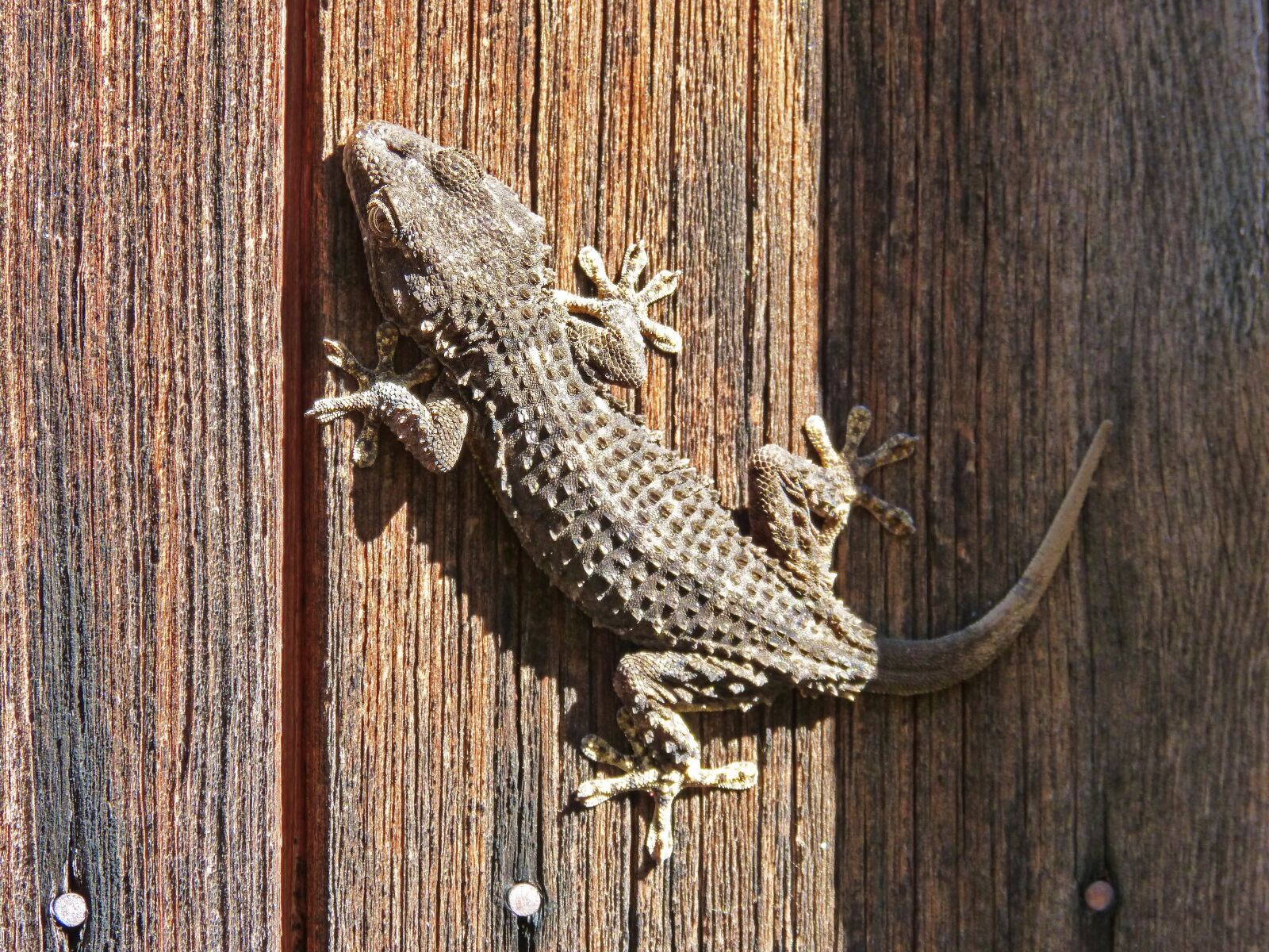 Panasonic DMC-FZ62 sample photo. Gecko, texture, dragon photography