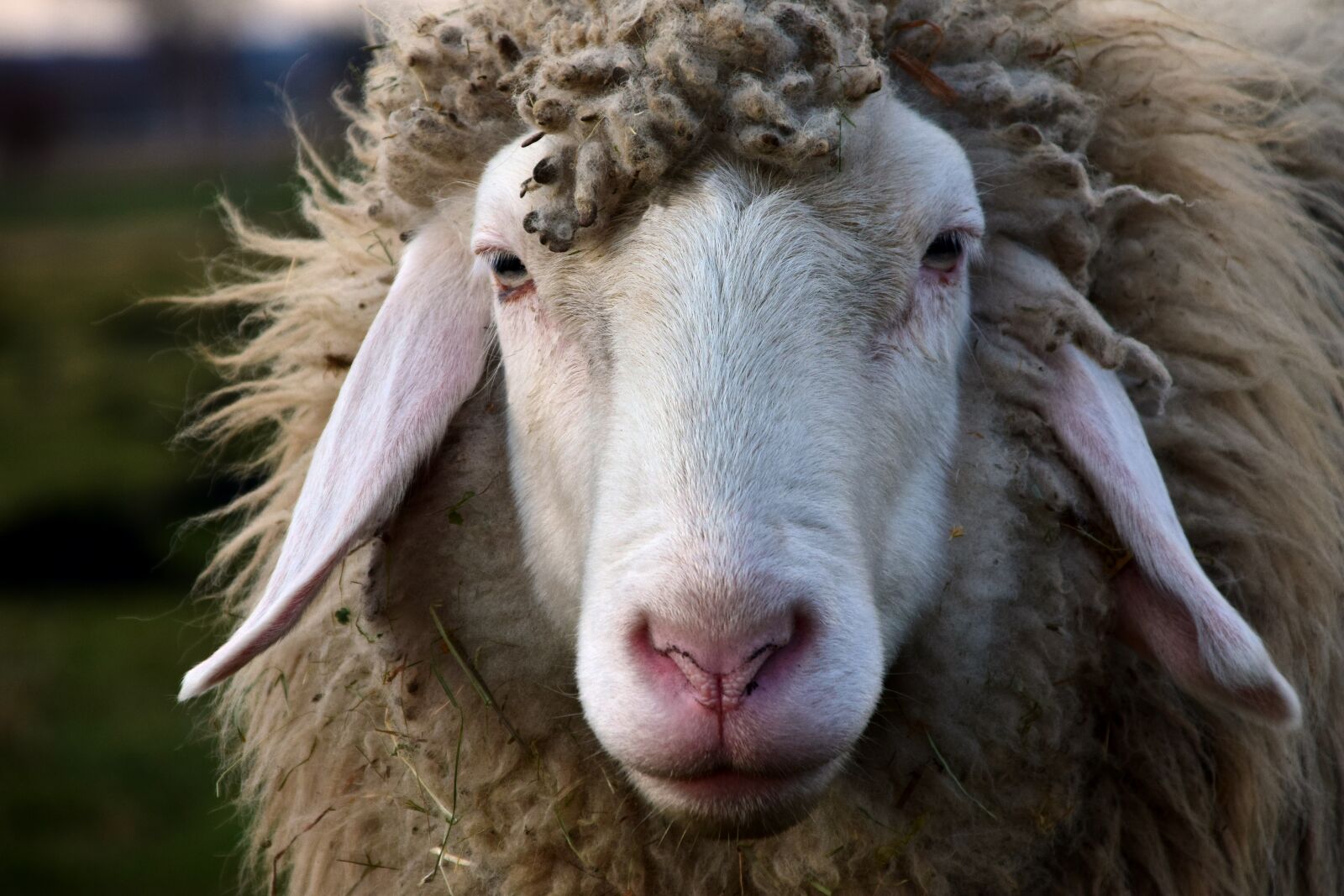 Nikon D3300 sample photo. Sheep, head, sheepshead photography