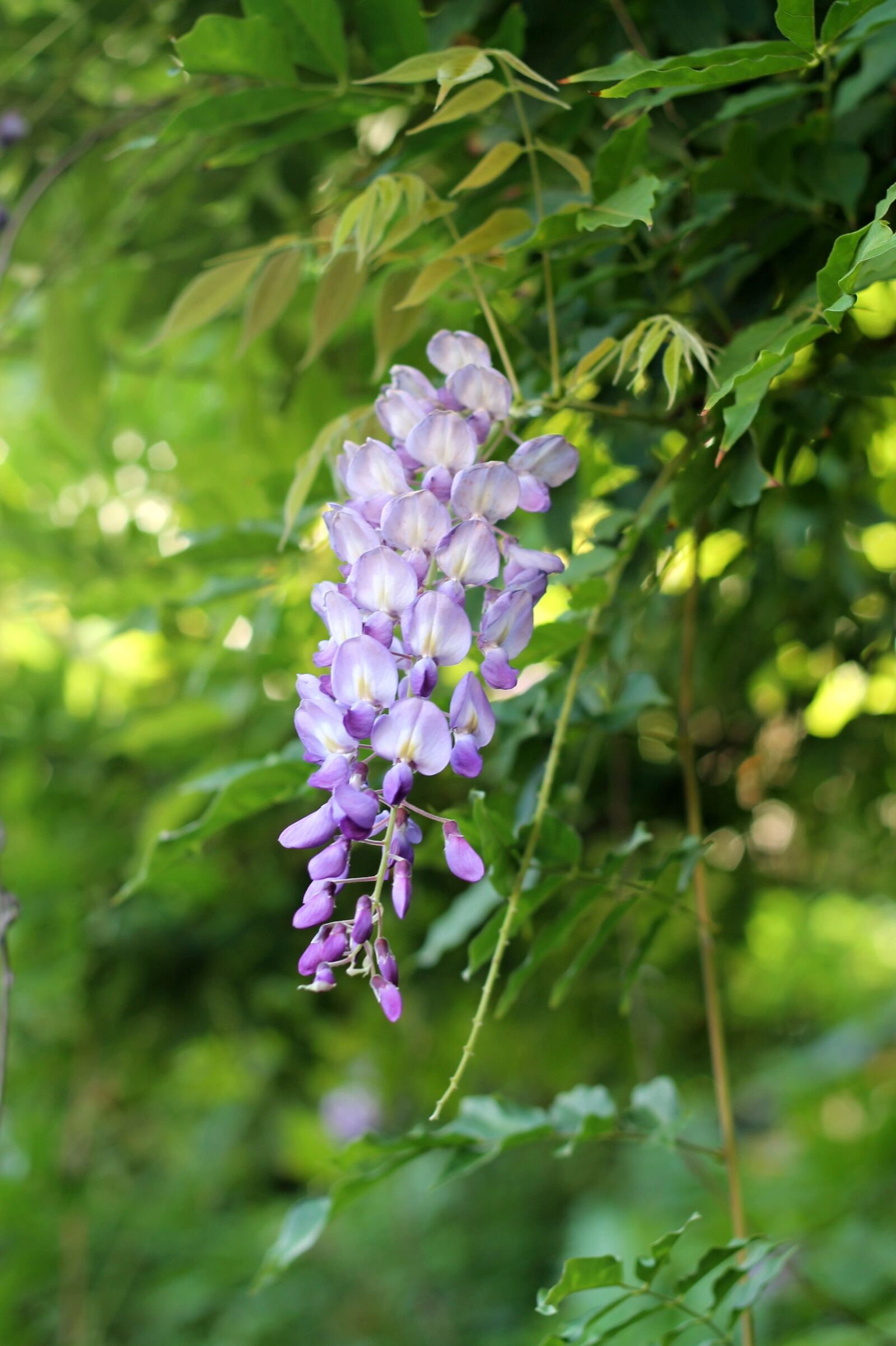 Canon EOS 1100D (EOS Rebel T3 / EOS Kiss X50) + Canon EF 50mm F1.8 II sample photo. Nature, flower, bush photography