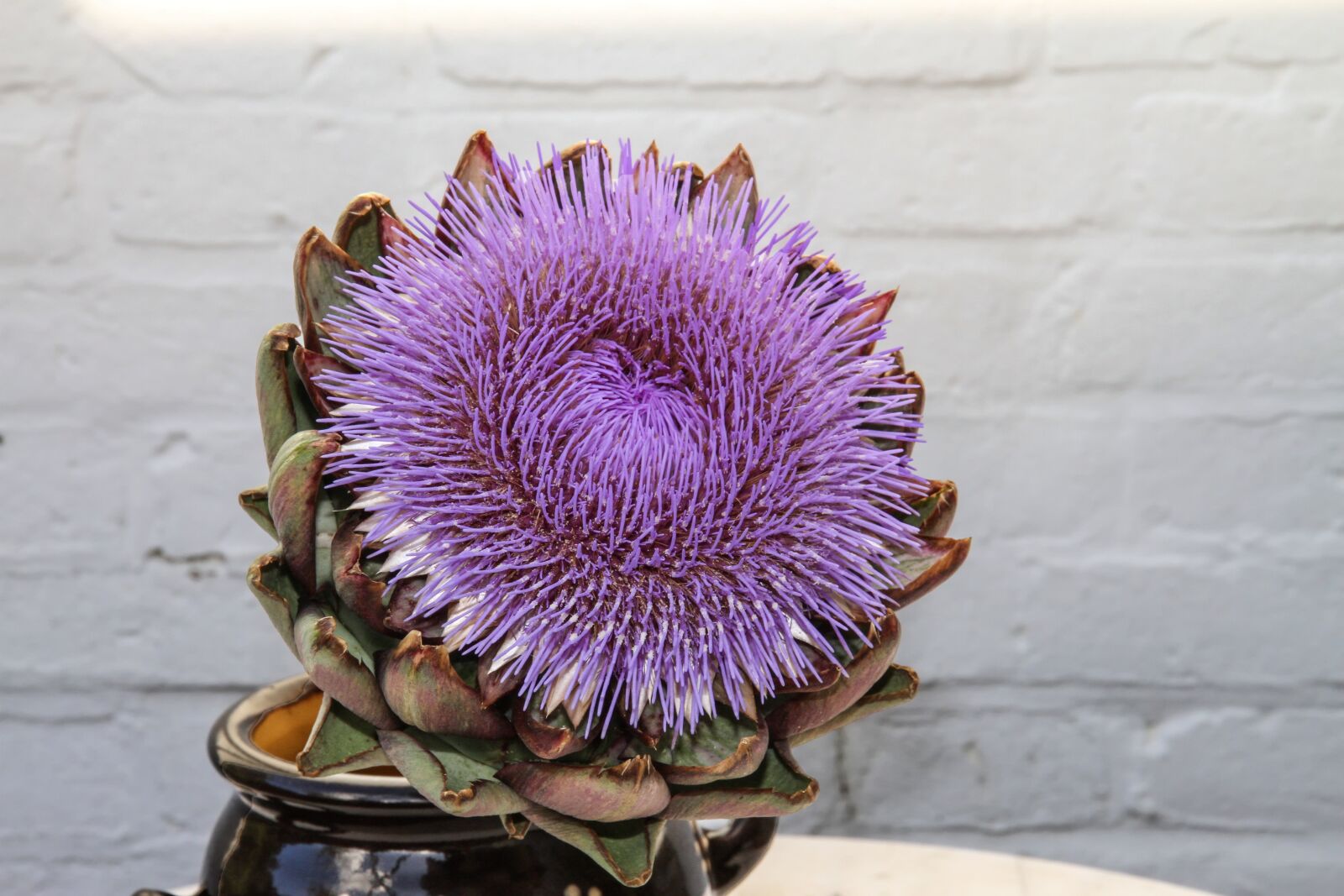 Canon EOS 7D sample photo. Artichoke, blossom, bloom photography
