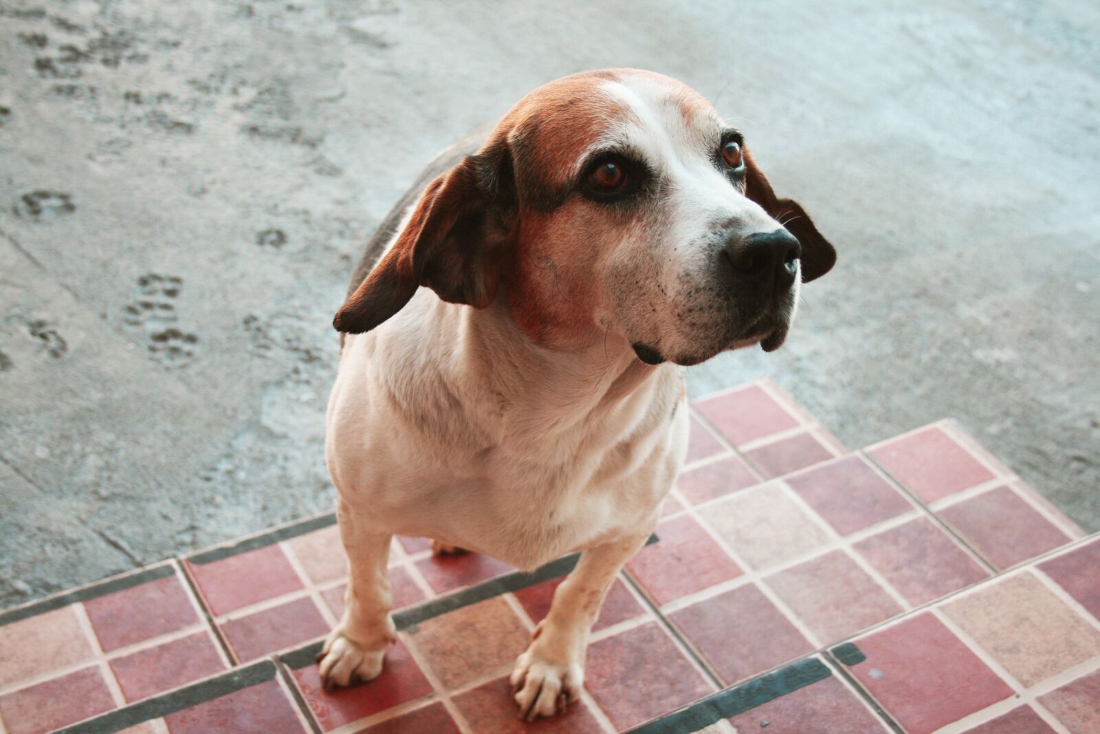 Canon EOS 400D (EOS Digital Rebel XTi / EOS Kiss Digital X) sample photo. Dog, lines, beagle photography