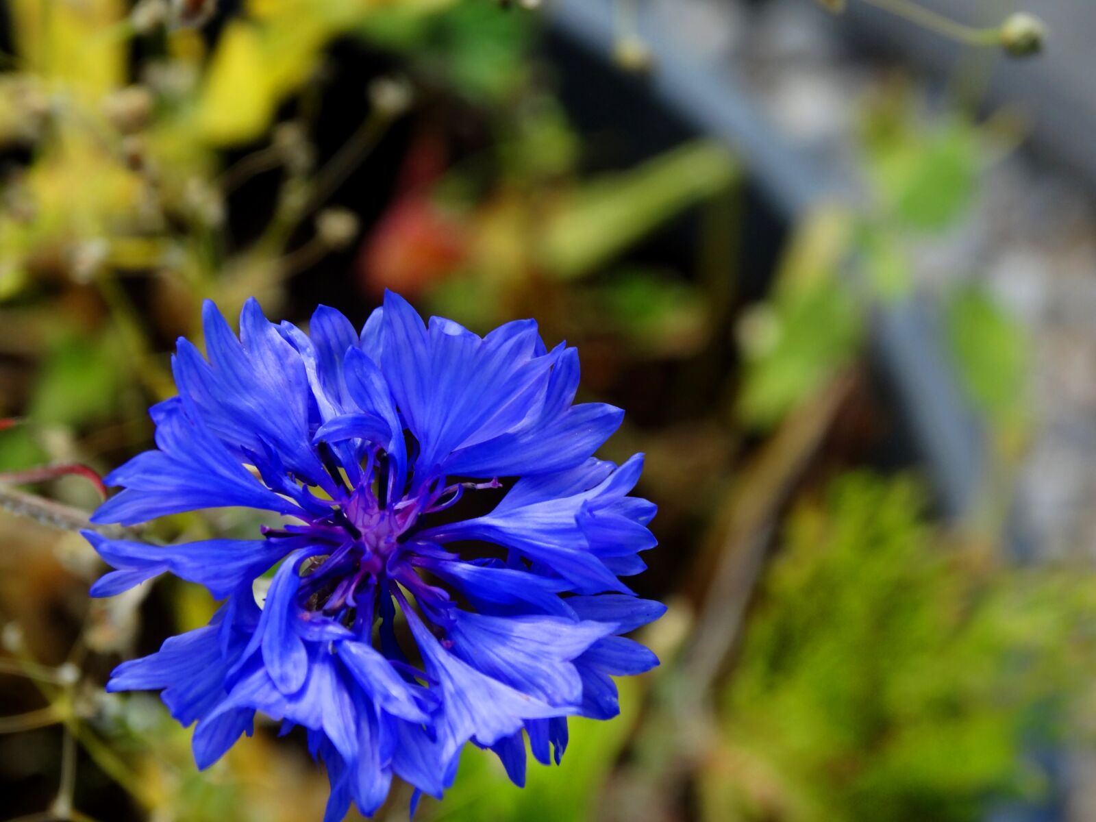 Sony Cyber-shot DSC-HX300 sample photo. Cornflower, flower, summer photography