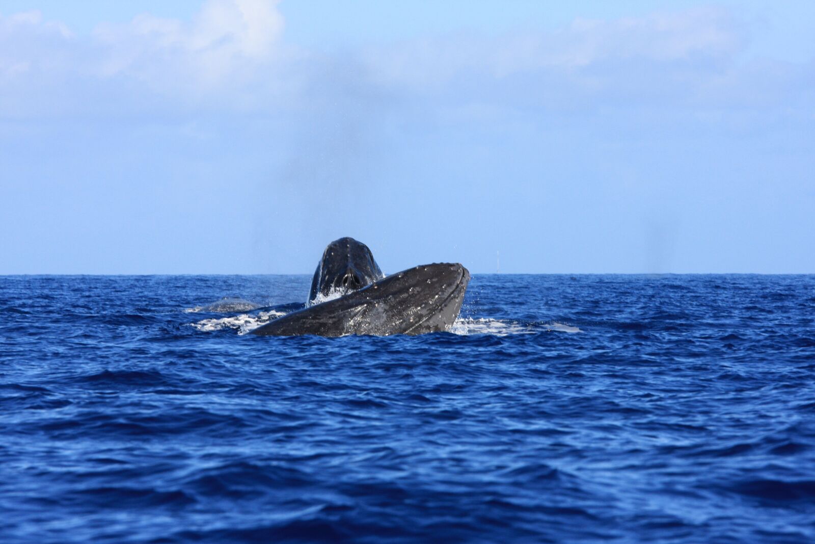 Canon EOS 40D sample photo. Whales, hawaii, ocean photography
