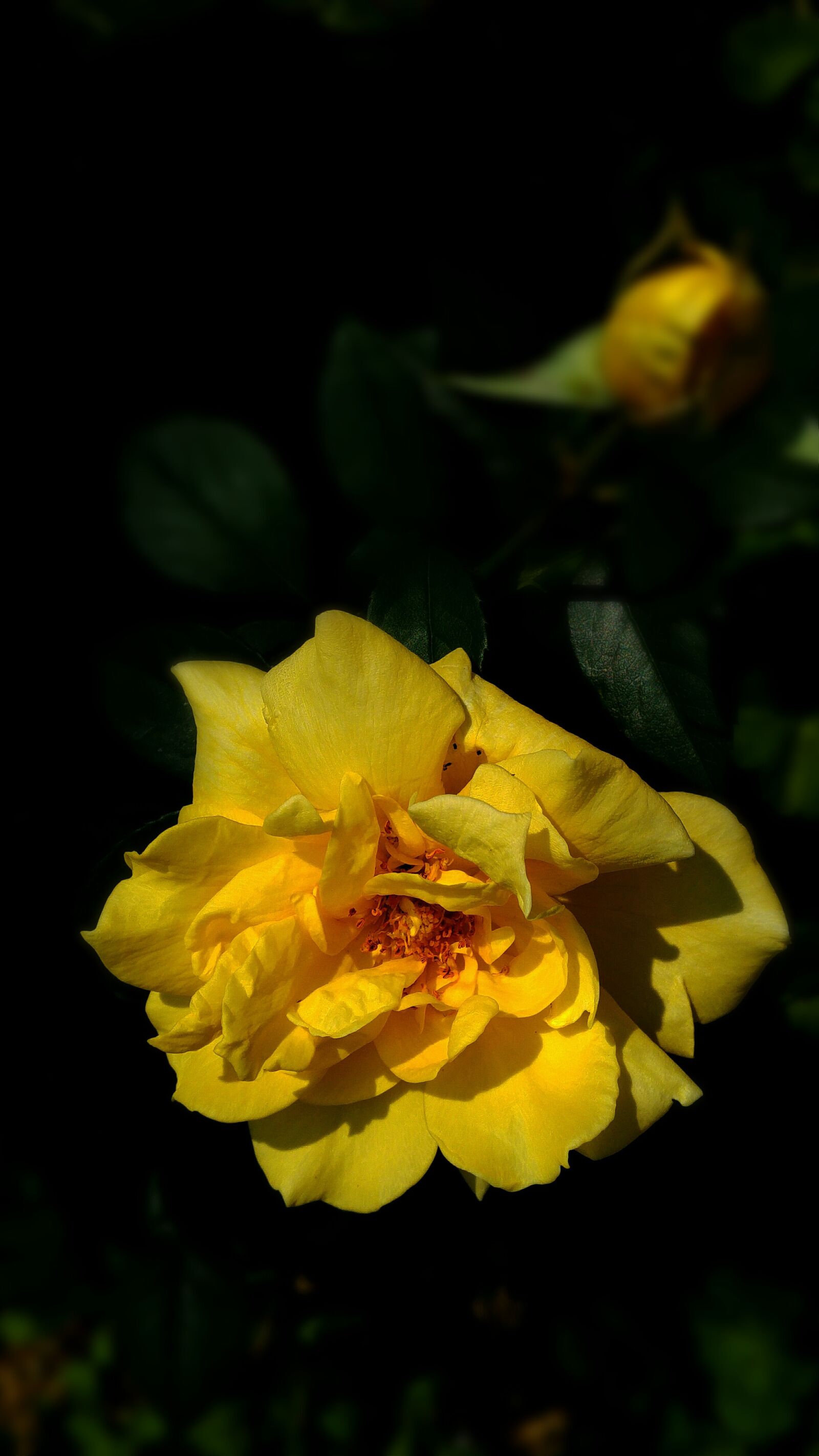 LG G4 sample photo. Yellow, rose, garden photography