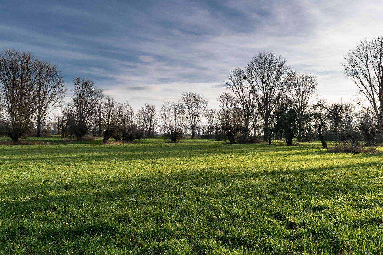 Nikon D3300 sample photo. Landscape, field, tree, grass photography