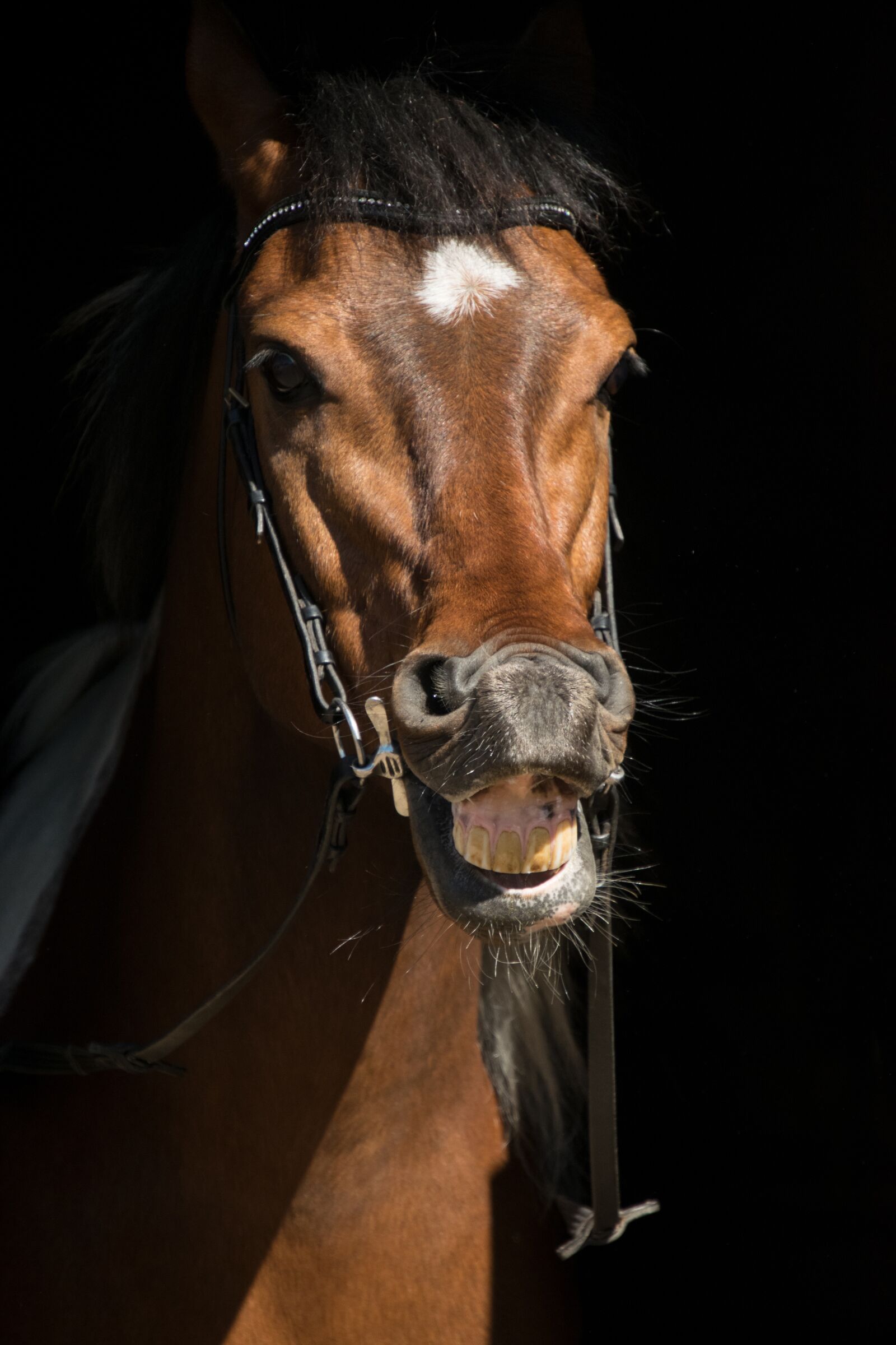 Nikon D3300 sample photo. Portrait, horse, mammal photography