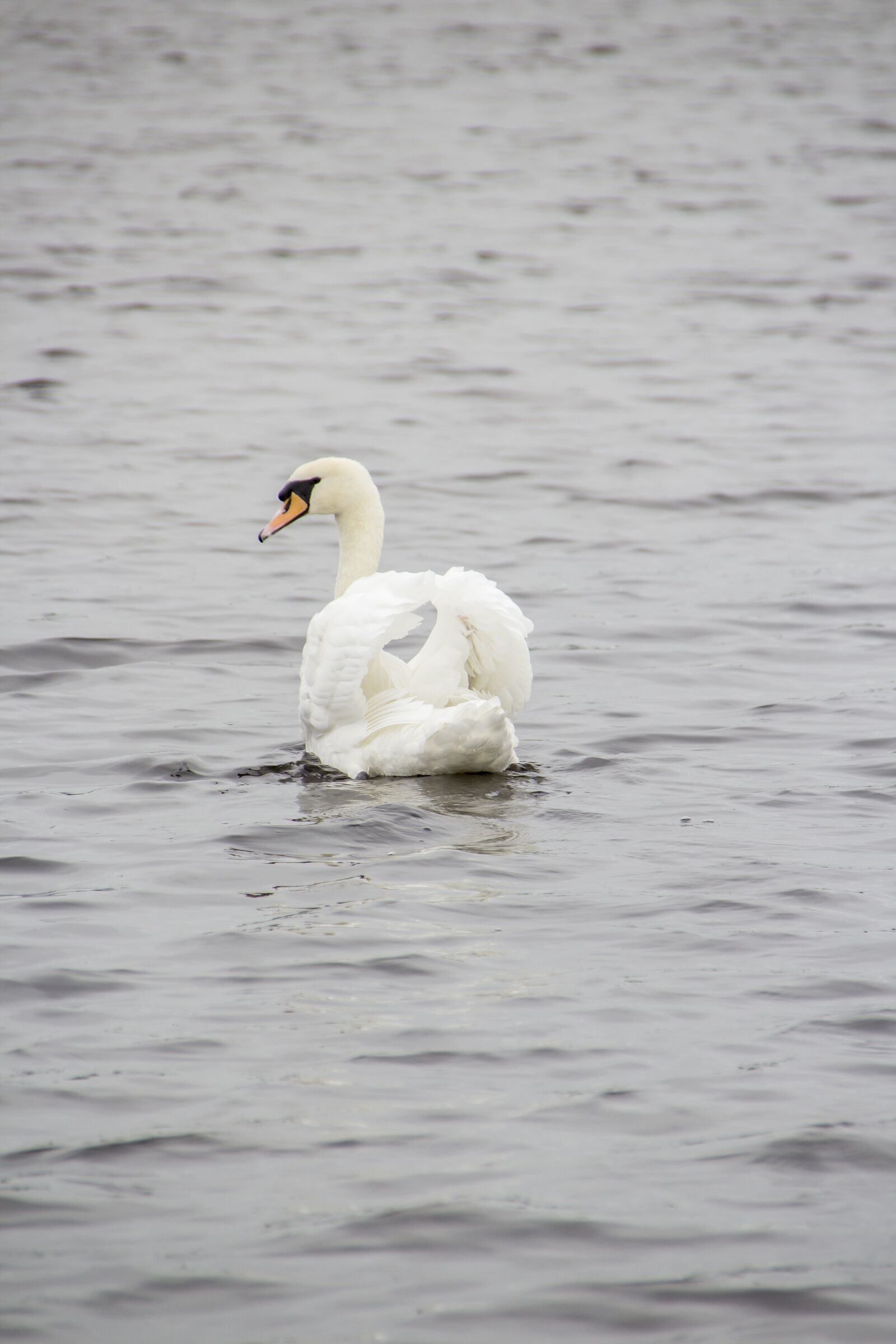 Canon EOS 600D (Rebel EOS T3i / EOS Kiss X5) sample photo. Swan, animal, lake photography