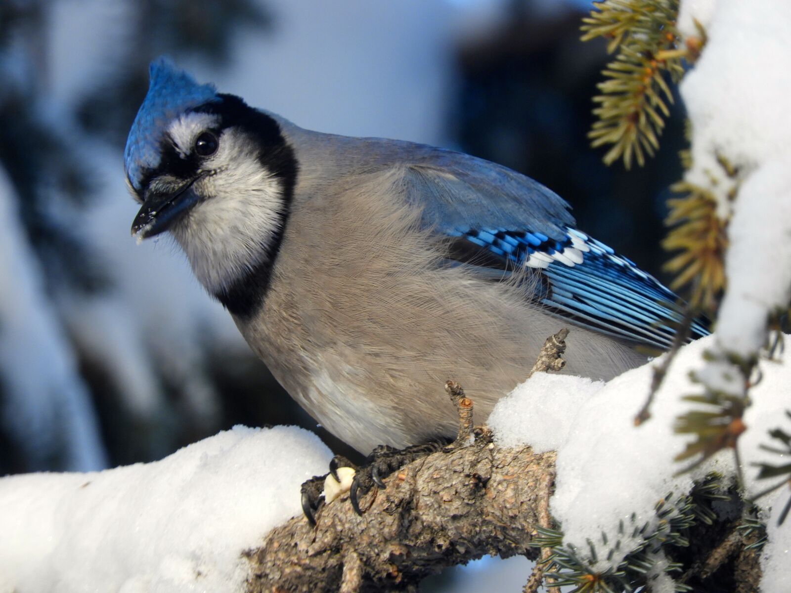Nikon Coolpix B700 sample photo. Bird, wildlife, nature photography