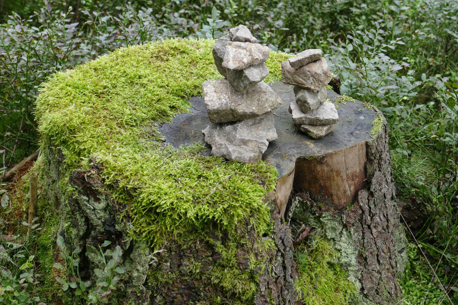 Panasonic Lumix DMC-FZ1000 sample photo. Log, moss, stones photography