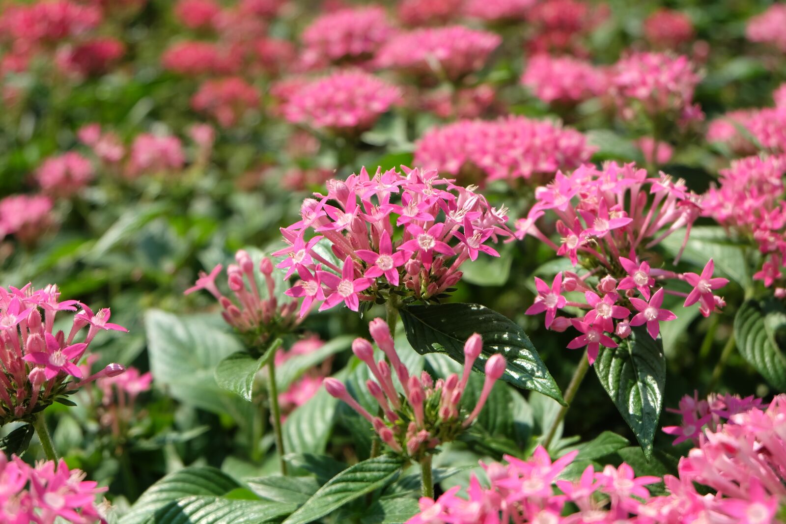 Fujifilm X-A1 sample photo. Flower, little flower, pink photography