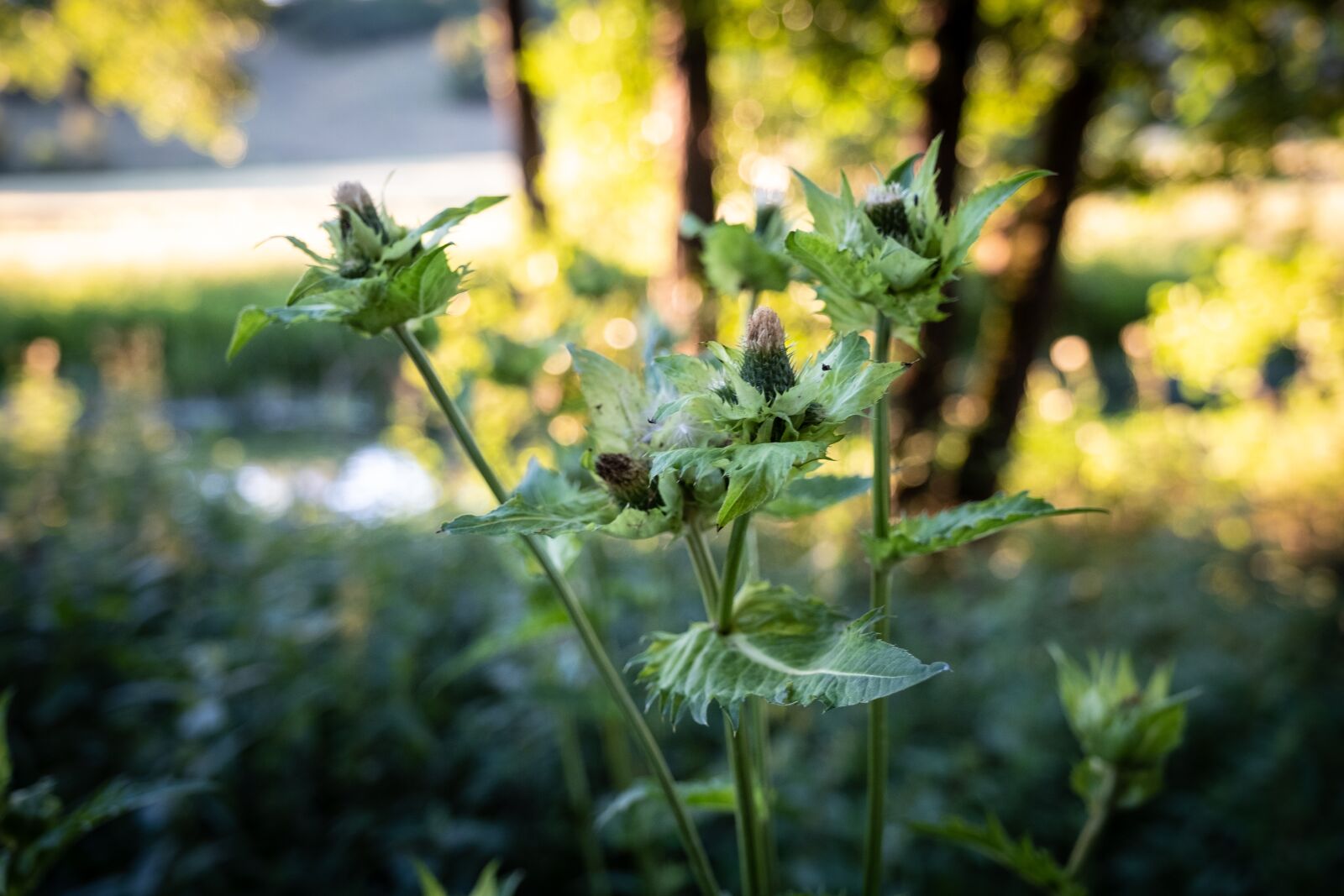 Fujifilm X-T2 sample photo. Flowers, bud, nature photography