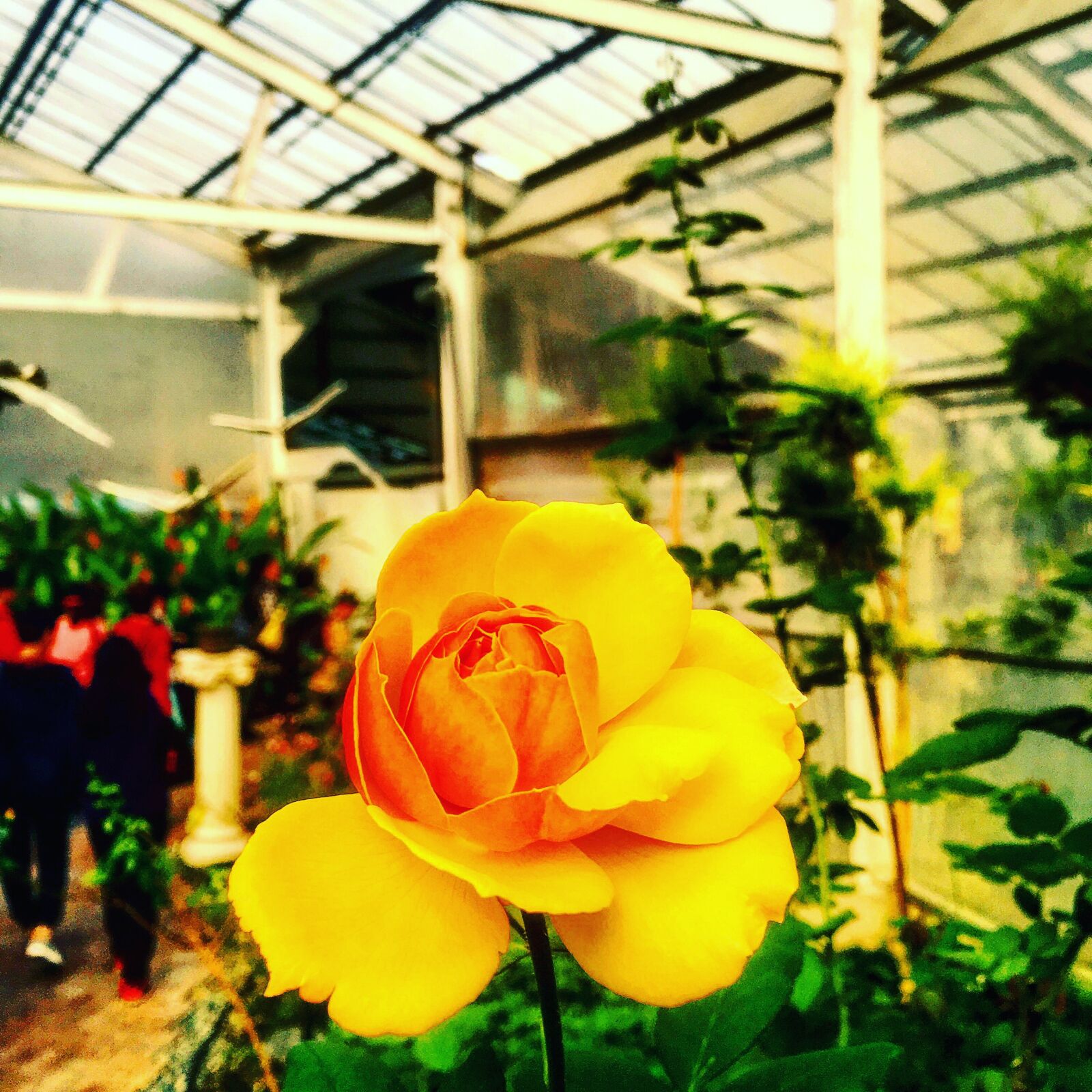iPhone 6s Plus back camera 4.15mm f/2.2 sample photo. 玫瑰, 玫瑰花, 獨賞 photography