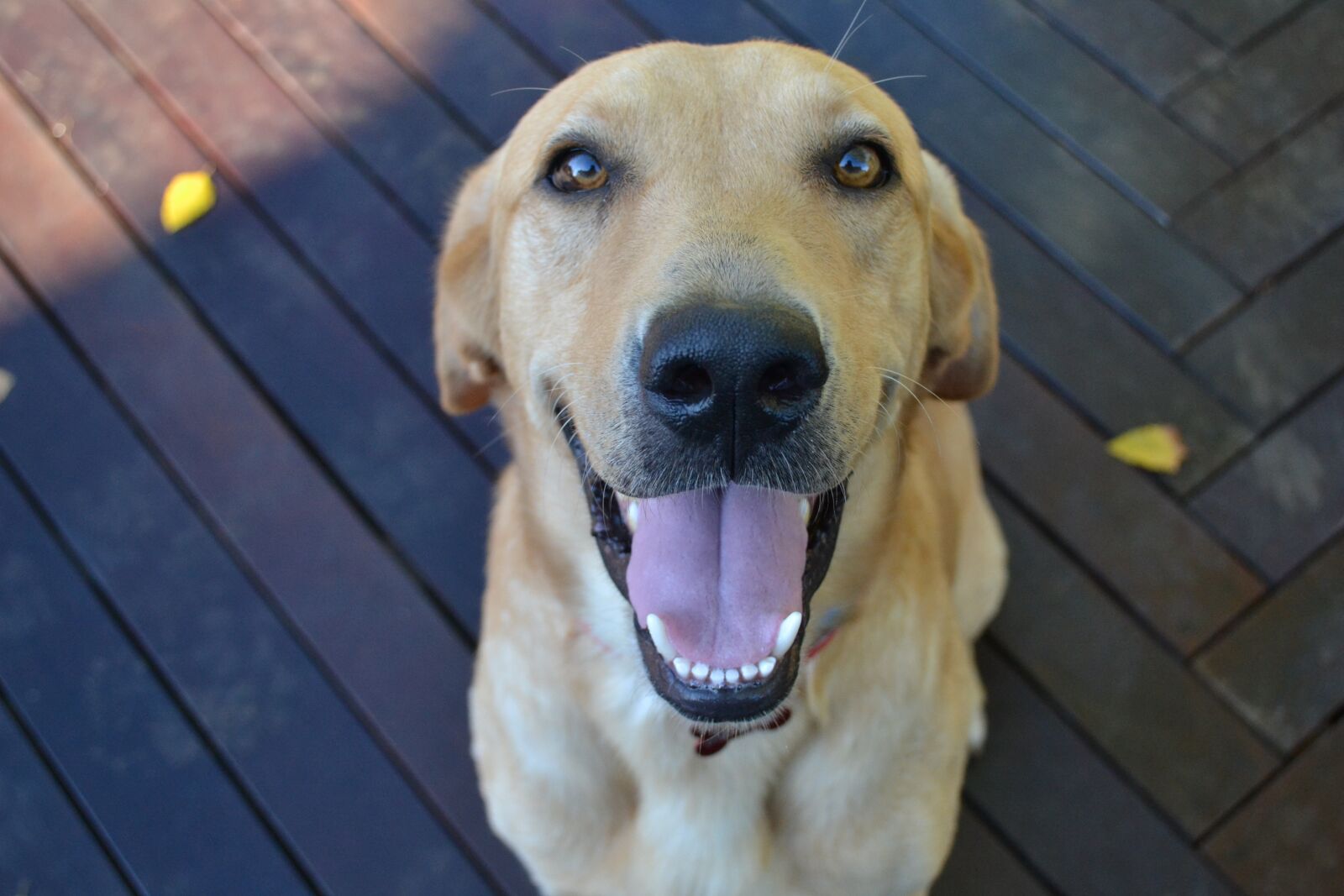 Nikon D3100 sample photo. Cute dog, puppy, smiling photography