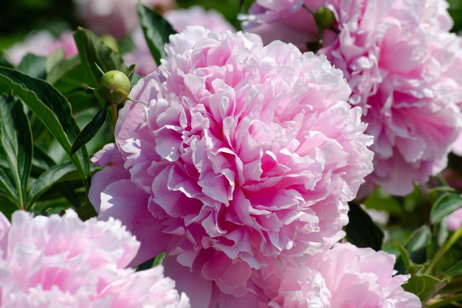 Tamron AF 55-200mm F4-5.6 Di II LD Macro sample photo. Peony, blossom, bloom photography