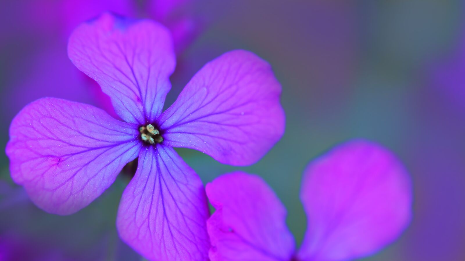 Canon EOS M50 (EOS Kiss M) sample photo. Flower, blossom, bloom photography